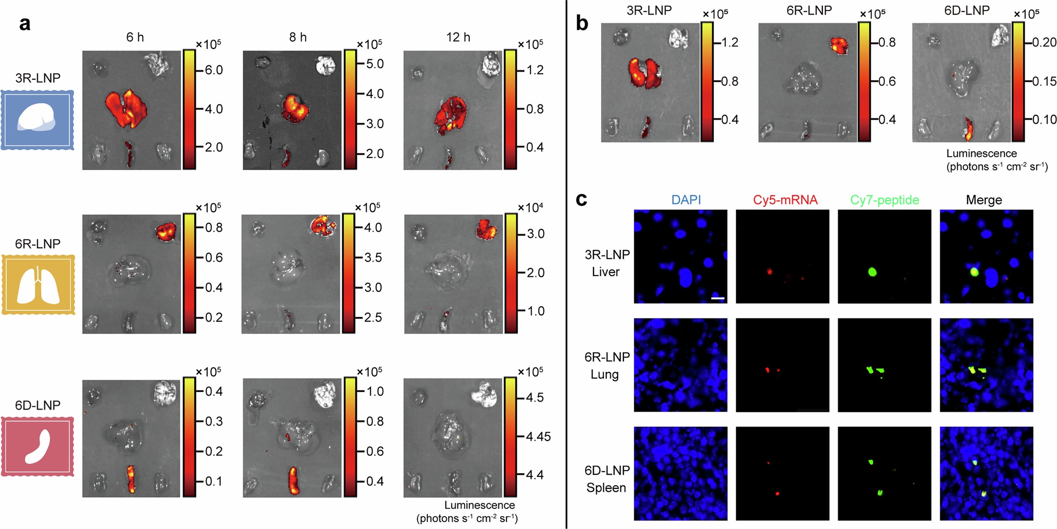 Extended Data Fig. 1: Evaluation of the performance of POST-LNPs.