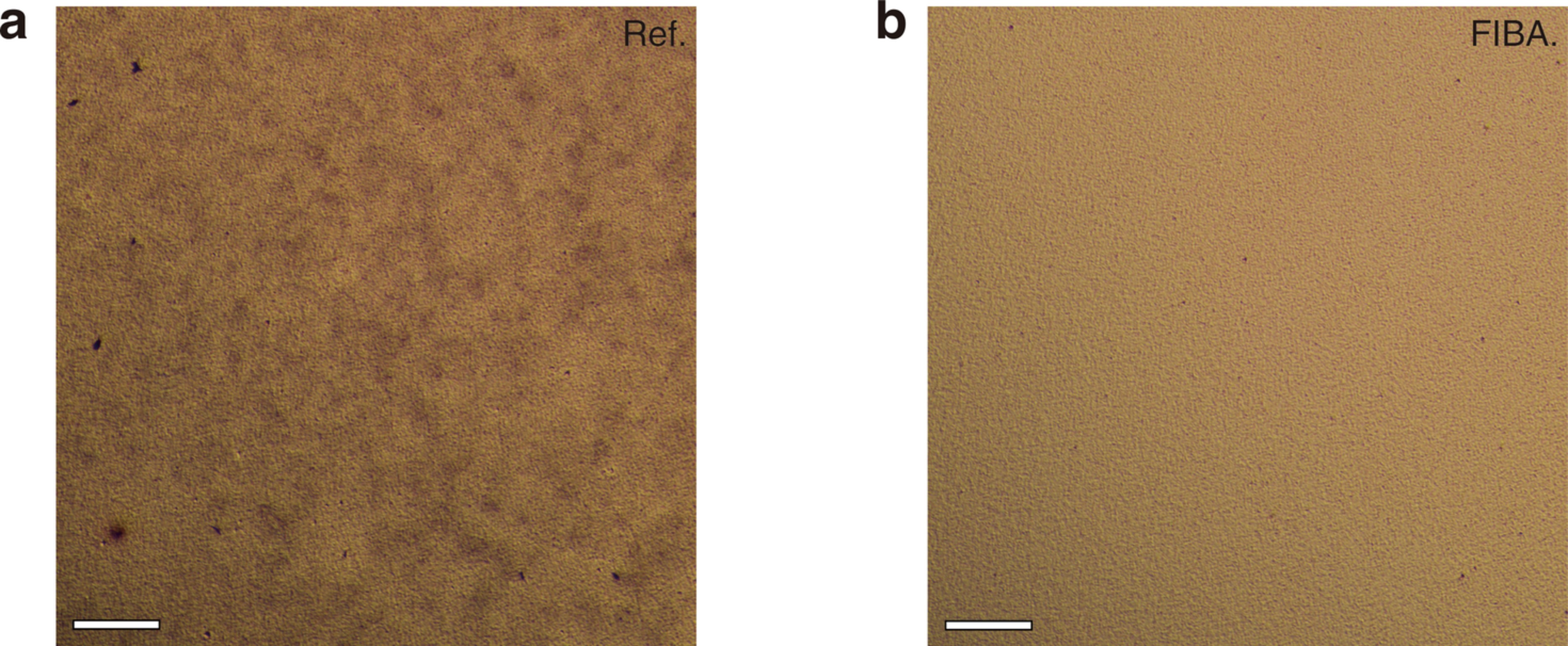 Extended Data Fig. 6: Optical microscopy images.