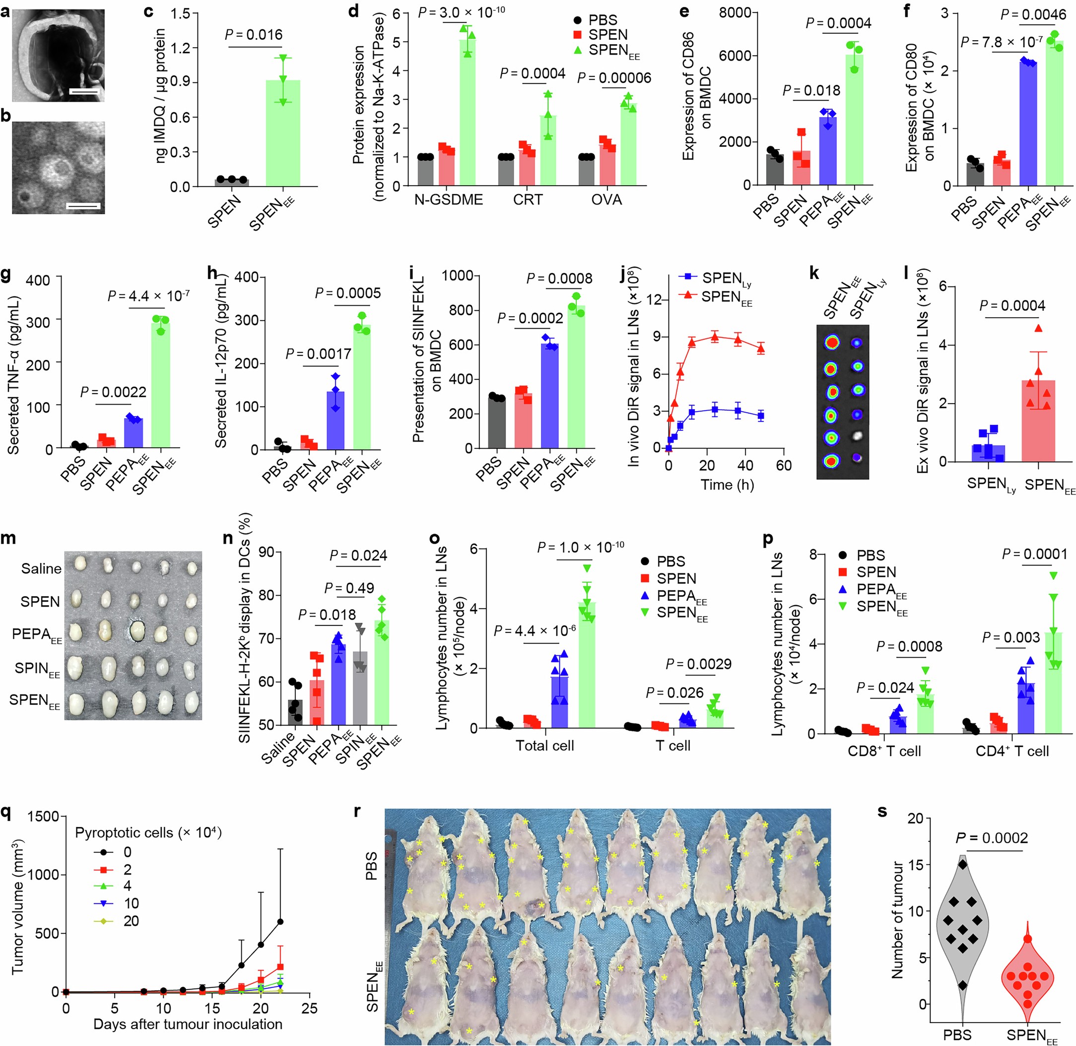 Extended Data Fig. 5: In vitro and in vivo cancer vaccination capacity of EE stress-derived pyroptosomes.