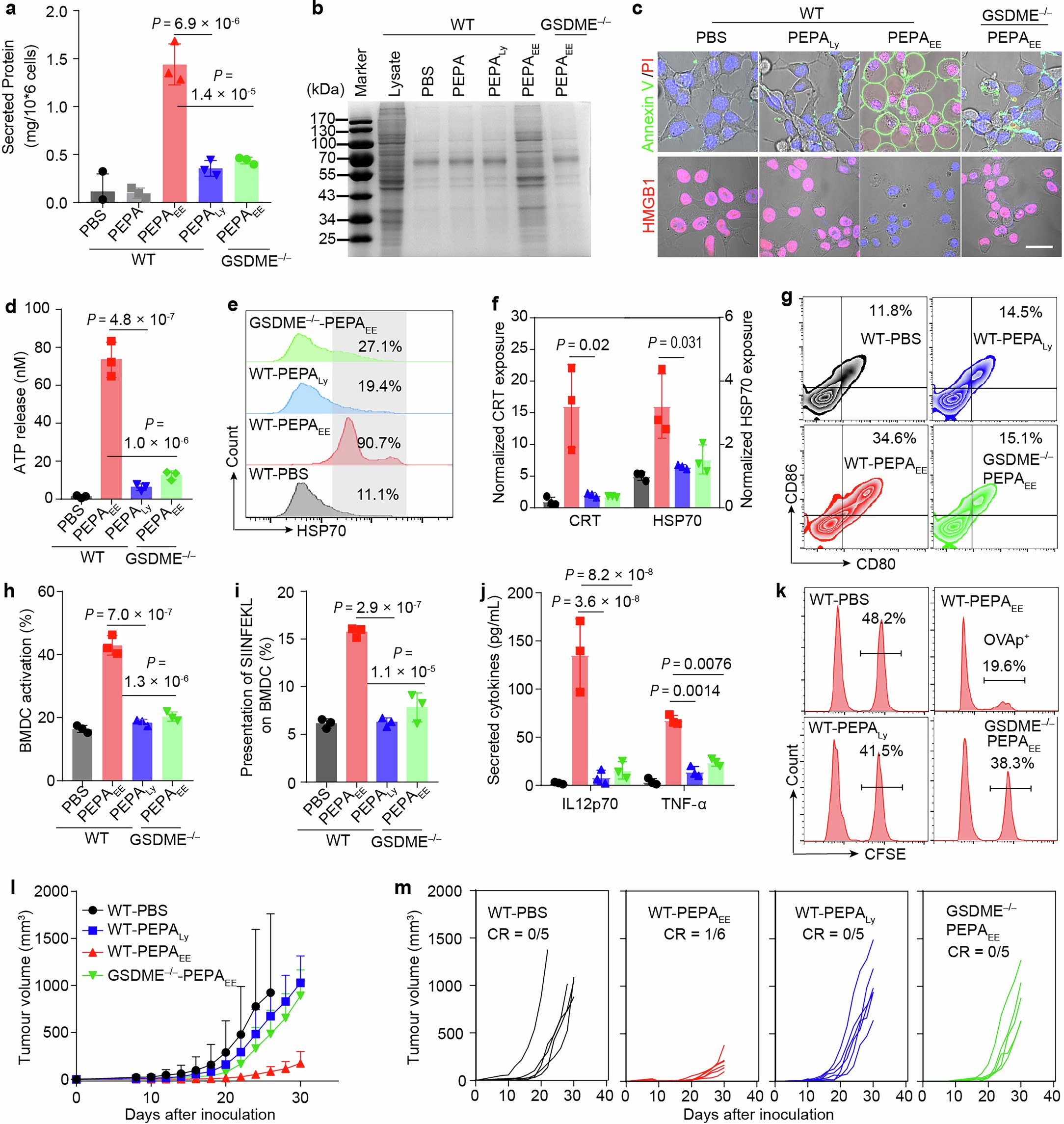 Extended Data Fig. 3: EE stress-evoked pyroptosis enhances the ICD effect of cancer cells in vitro and in vivo.