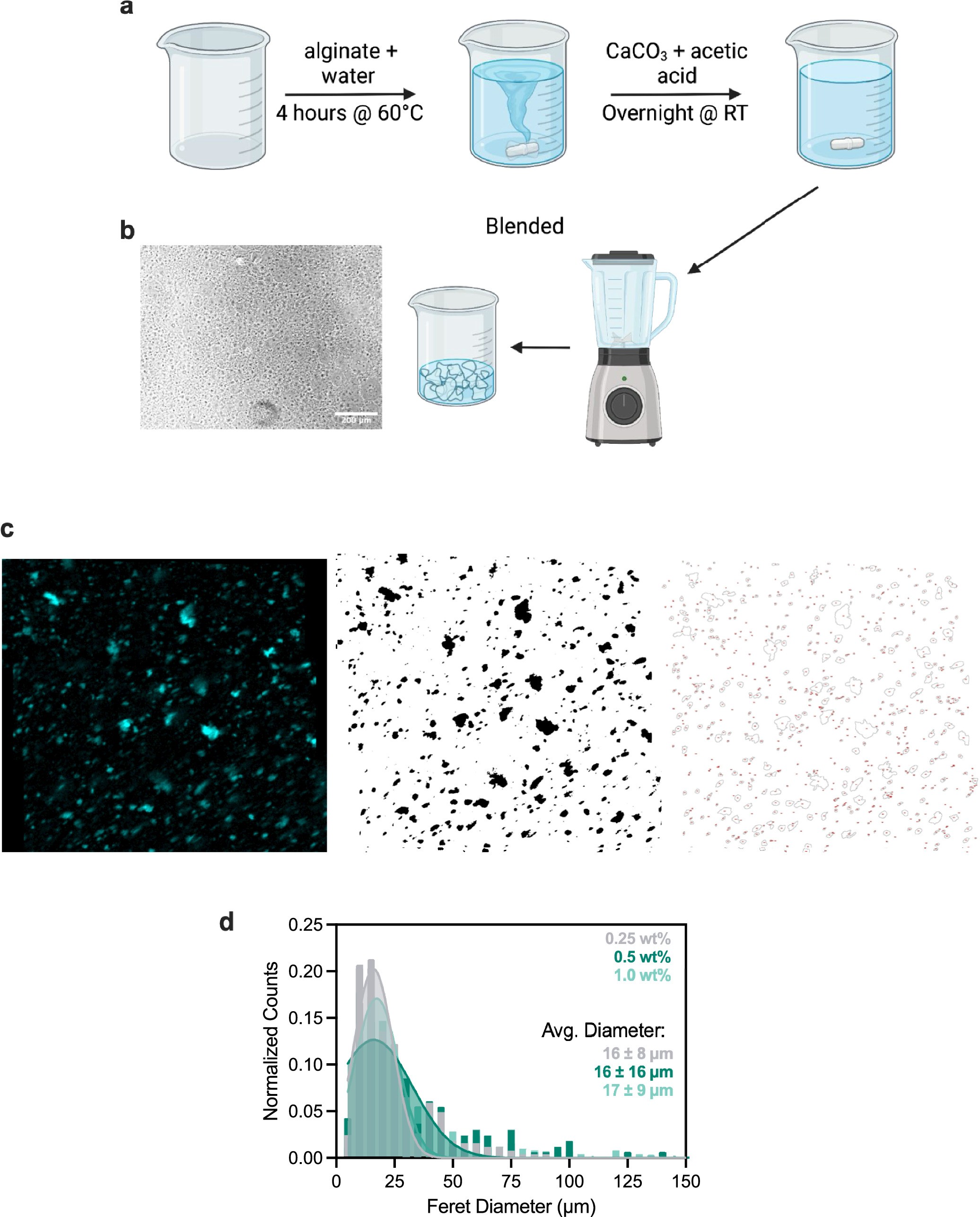 Extended Data Fig. 1: Alginate microgels are roughly cell-sized.