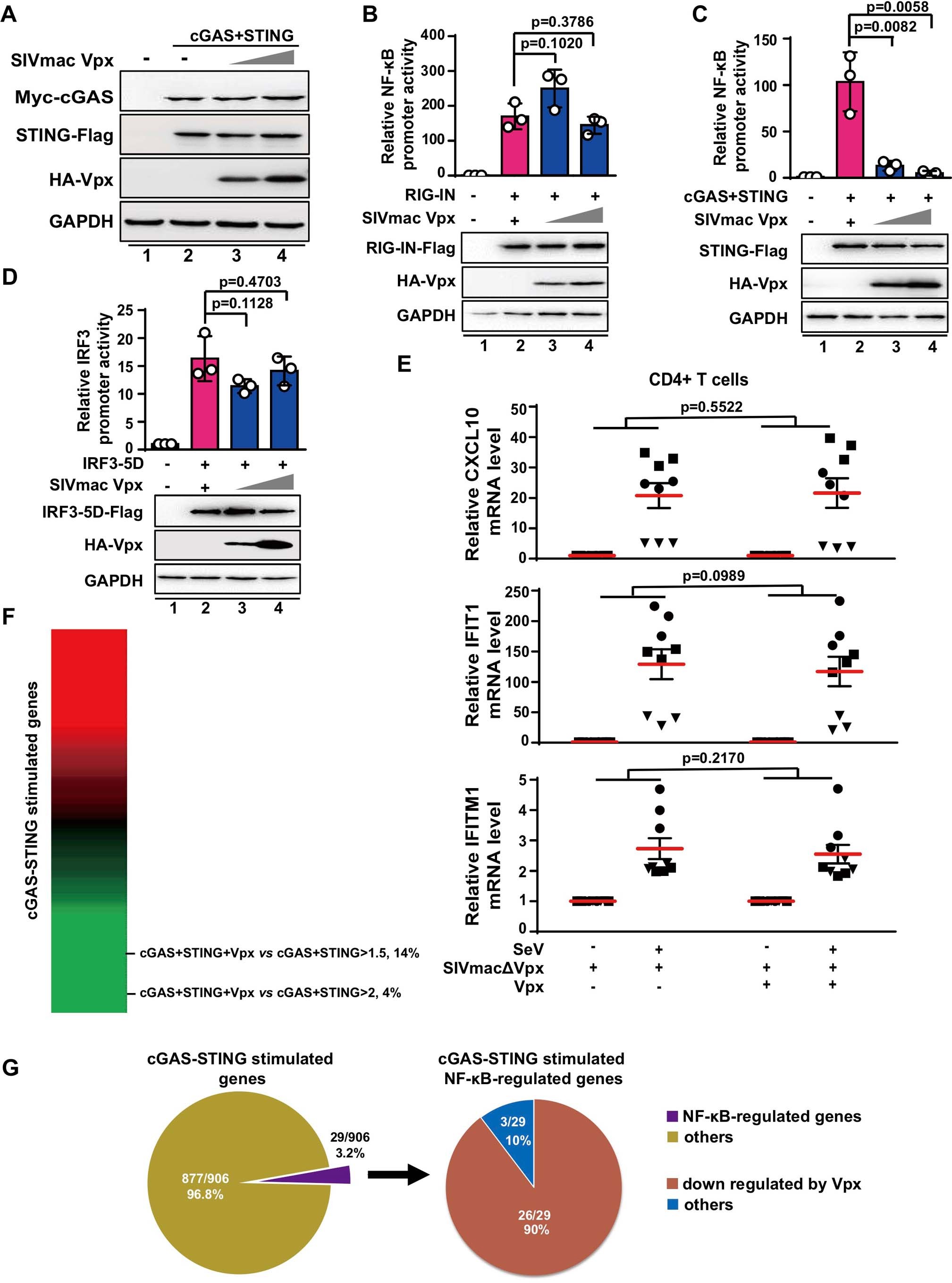 Extended Data Fig. 2: Selective inhibition of cGAS-STING- but not RIG-I card- or IRF3-5D-triggered immune activation by SIVmac.