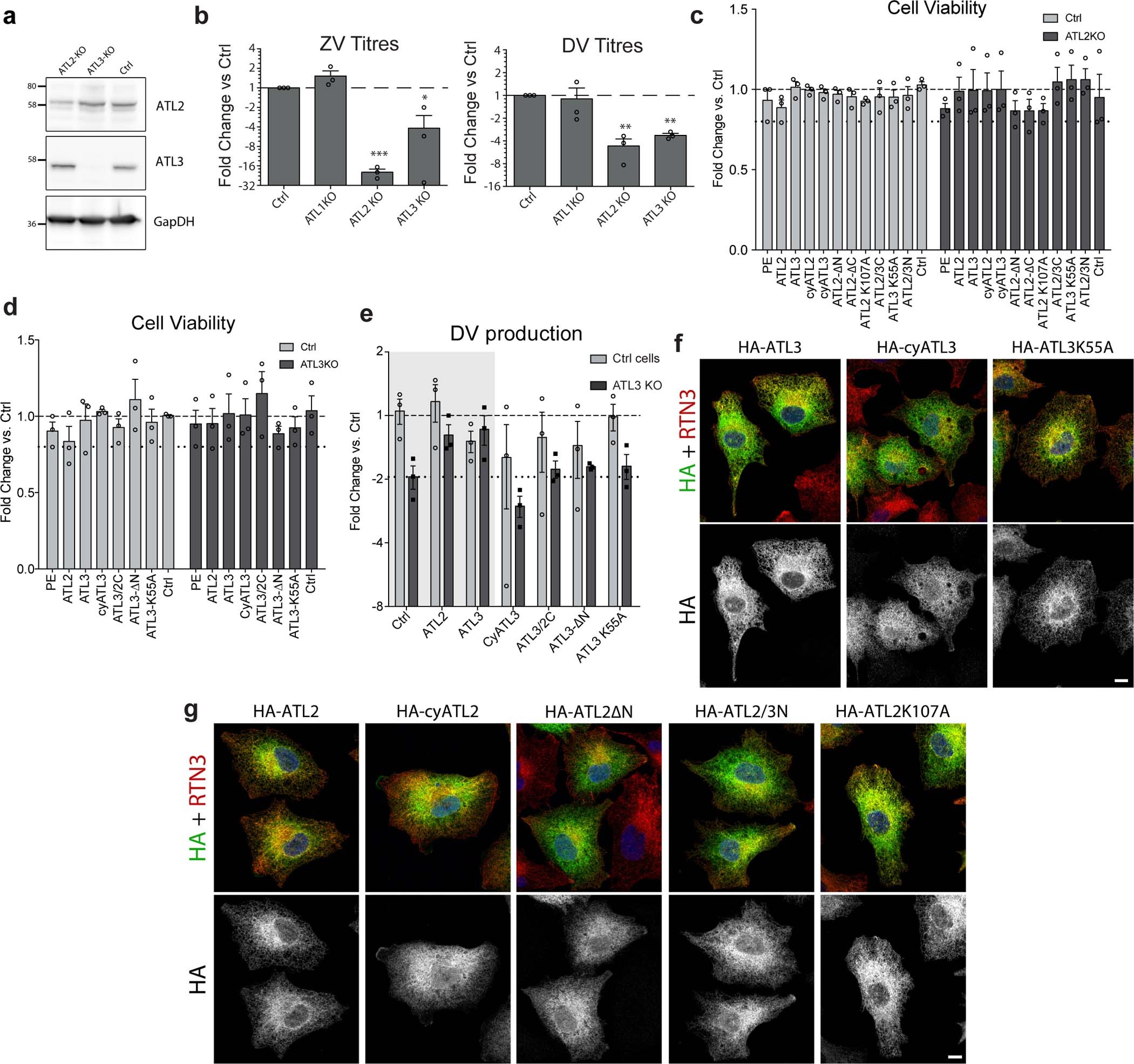 Extended Data Fig. 6: Production of ATL KO cells and effects of ATL mutations on viral replication and subcellular localization.