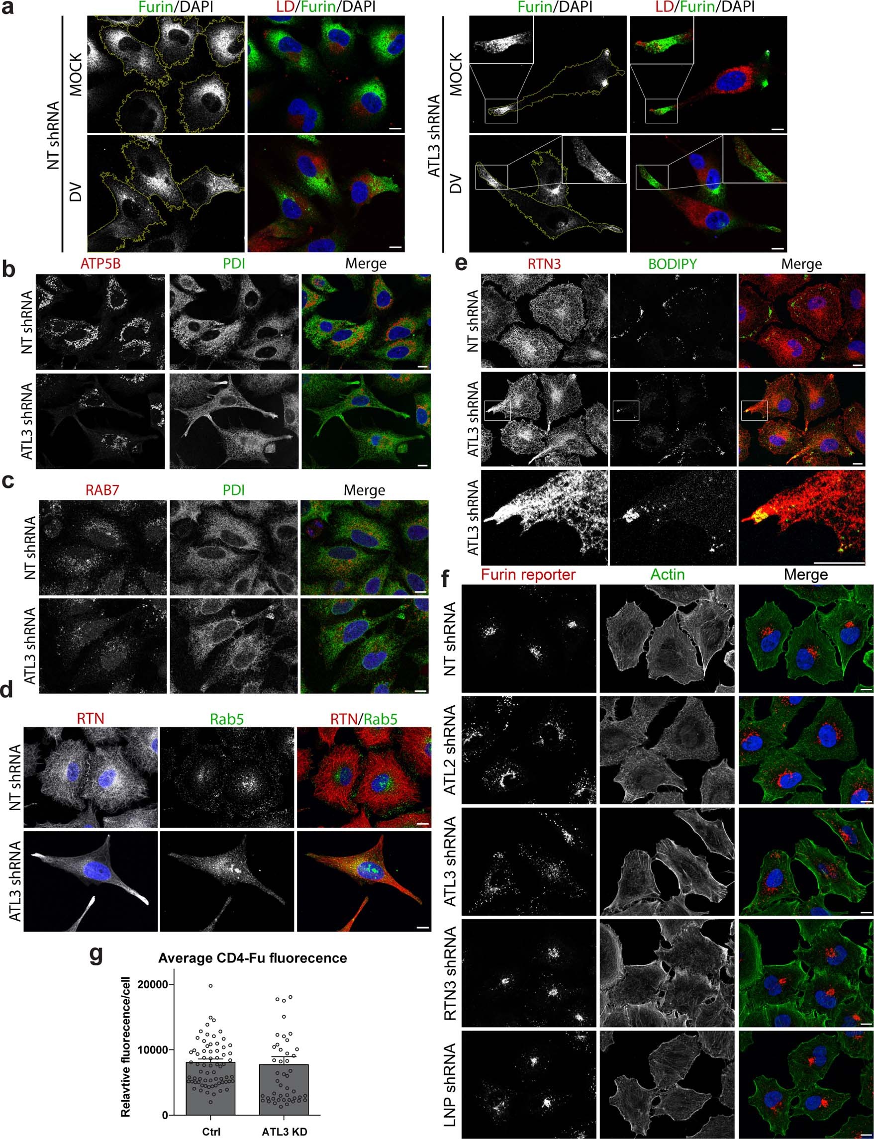 Extended Data Fig. 10: Effects of ATL3 depletion on specific host protein localization.