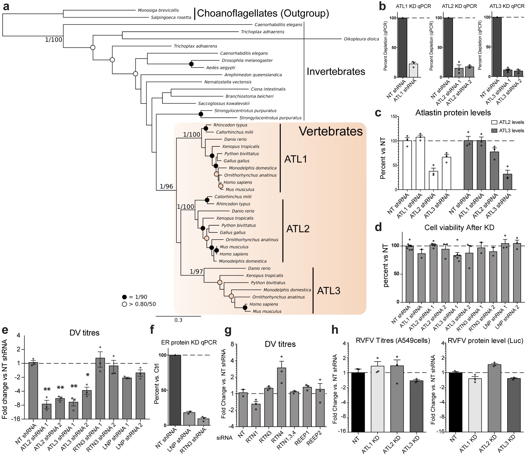 Extended Data Fig. 1: ER protein depletion in virus infection.
