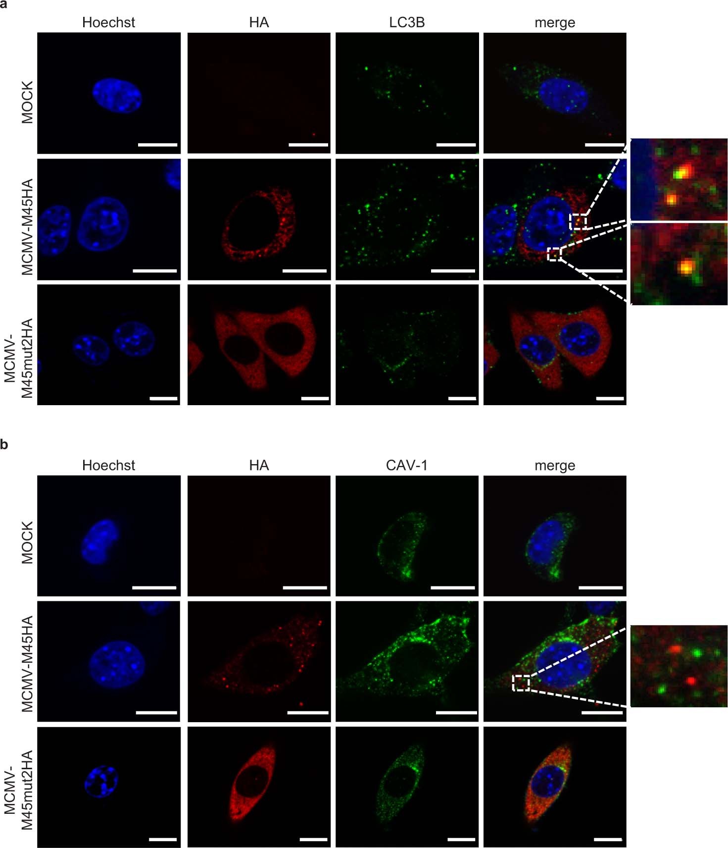 Extended Data Fig. 5