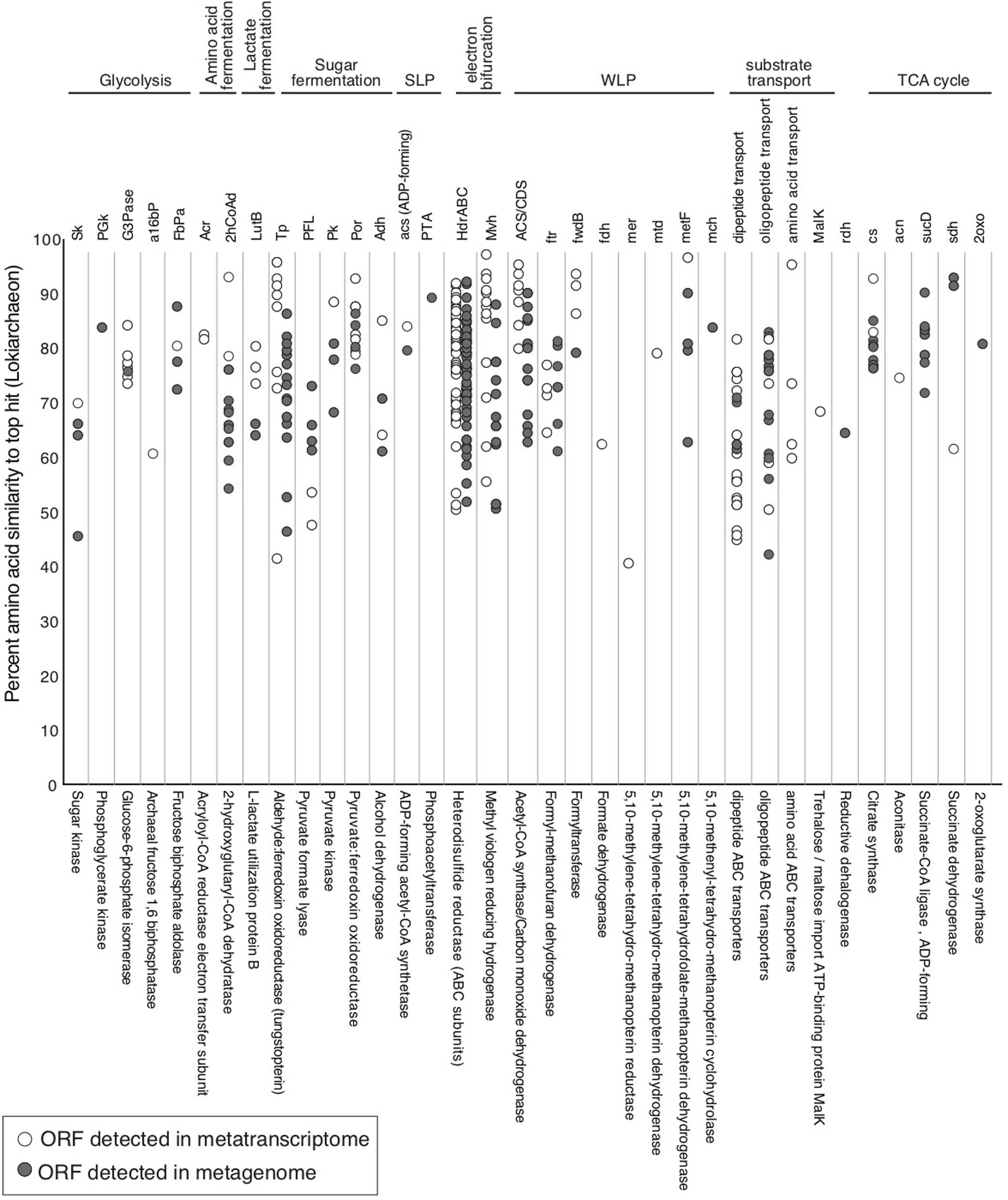 Extended Data Fig. 4: Similarity of key ORFs to Lokiarchaeon genomes.