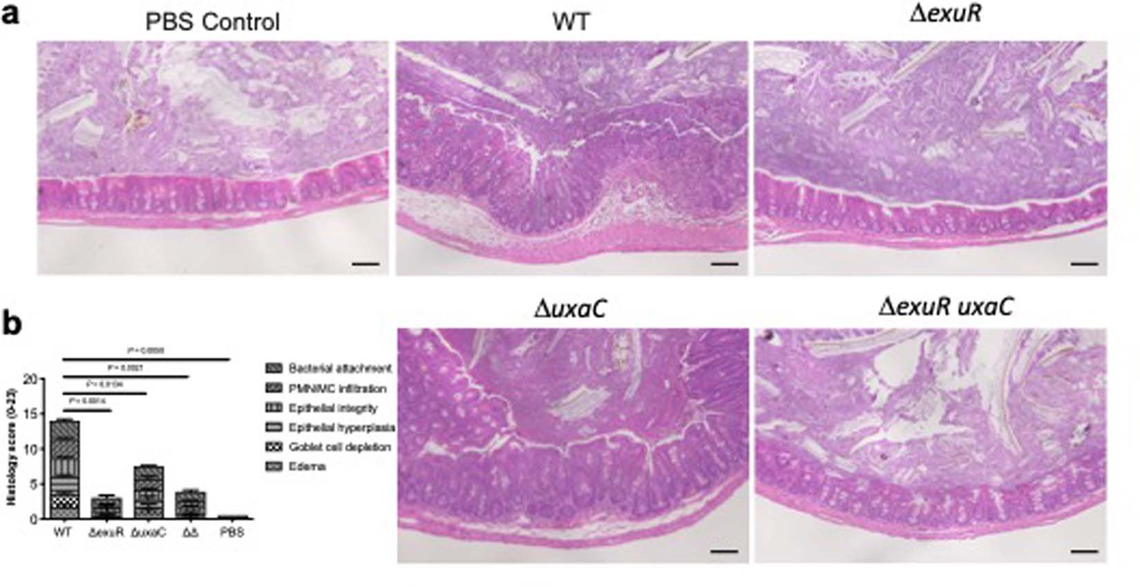 Extended Data Fig. 5: Mice infected with ΔuxaC C. rodentium have only a mild increase in inflammation.