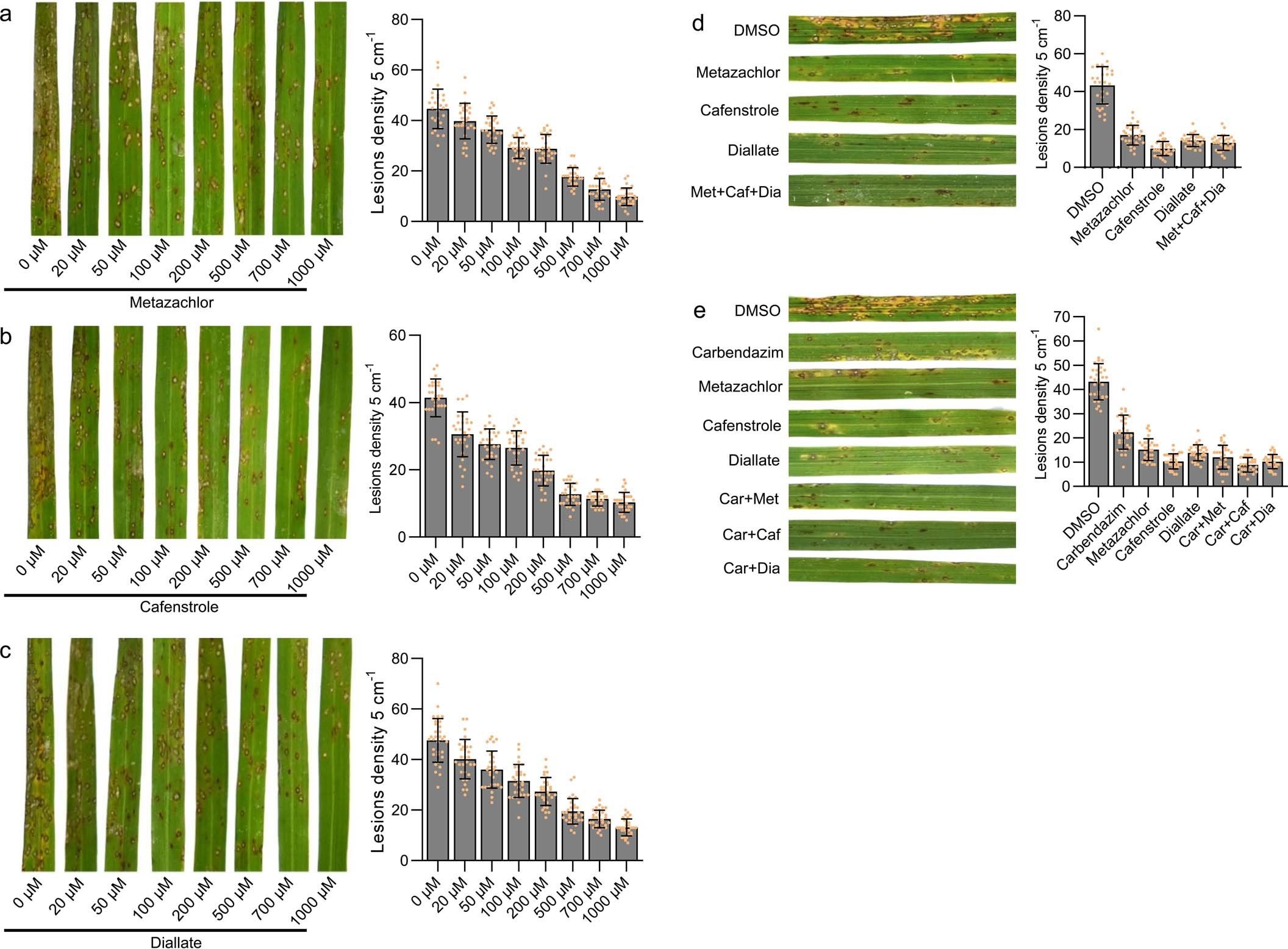 Extended Data Fig. 6: Effects on inhibition of M. oryzae pathogenicity are proportional to the concentrations of the VLCFA biosynthesis inhibitors, and combination of VLCFAs inhibitors improves efficacy of carbendazim in reducing pathogenicity.