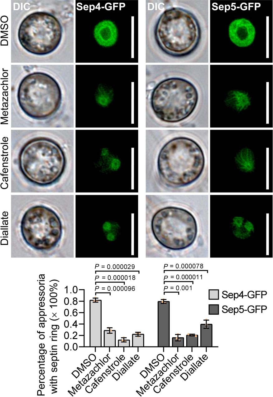 Extended Data Fig. 7: Analysis of septin ring formed by Sep4-GFP and Sep5-GFP in M. oryzae.