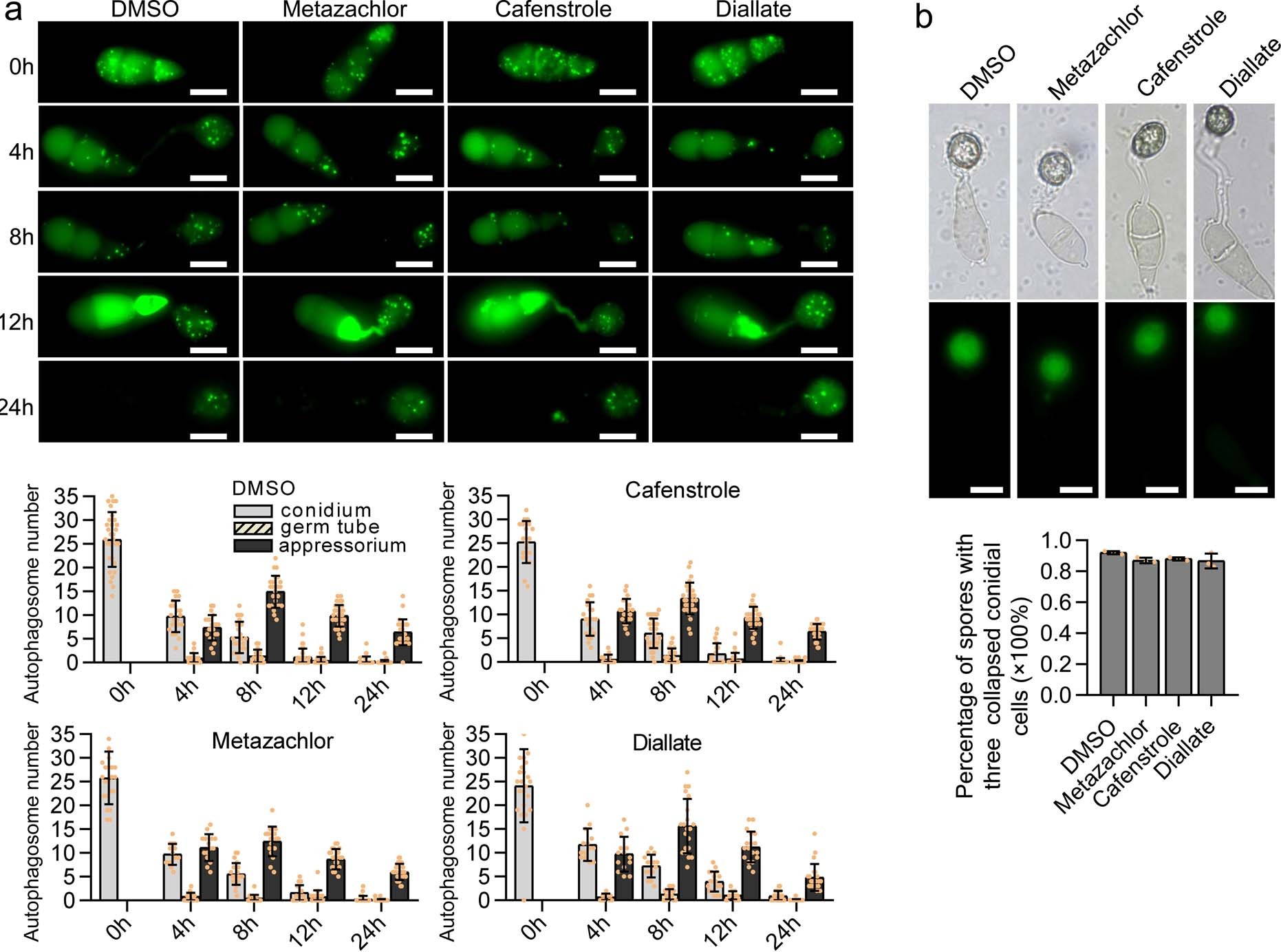 Extended Data Fig. 8: Inhibitors of VLCFA biosynthesis have no obvious effects on autophagic progression and conidial cell death during appressorium development of M. oryzae.