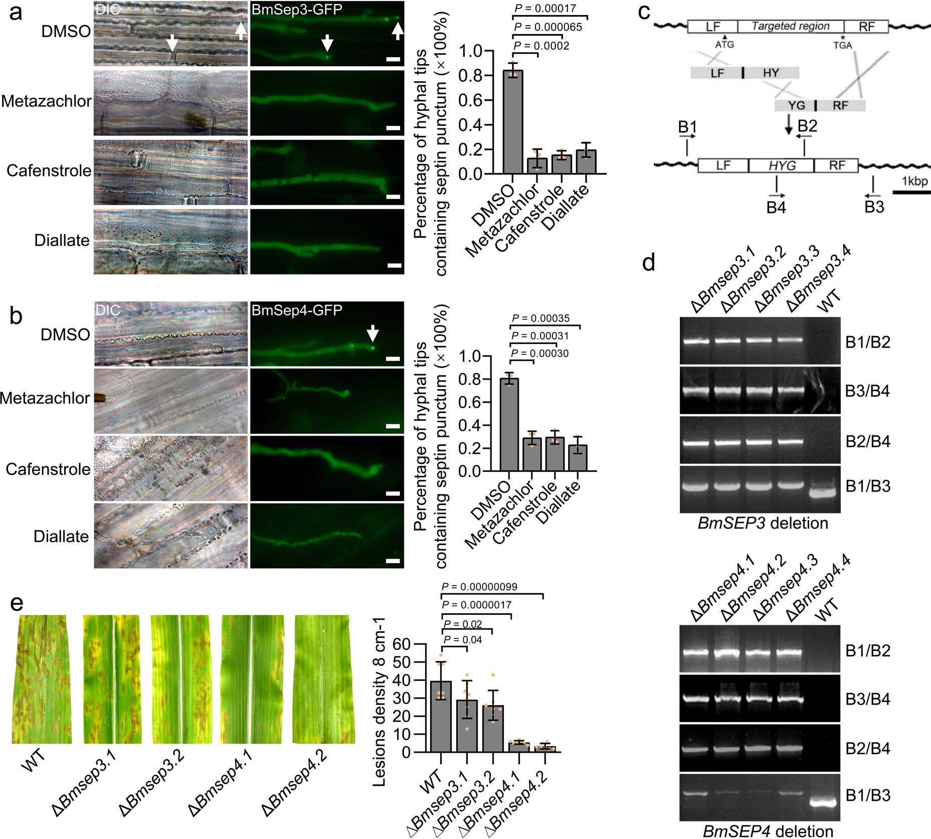 Extended Data Fig. 9: Inhibitors of VLCFAs biosynthesis impaired septin organization and septin-dependent pathogenicity of B. maydis.