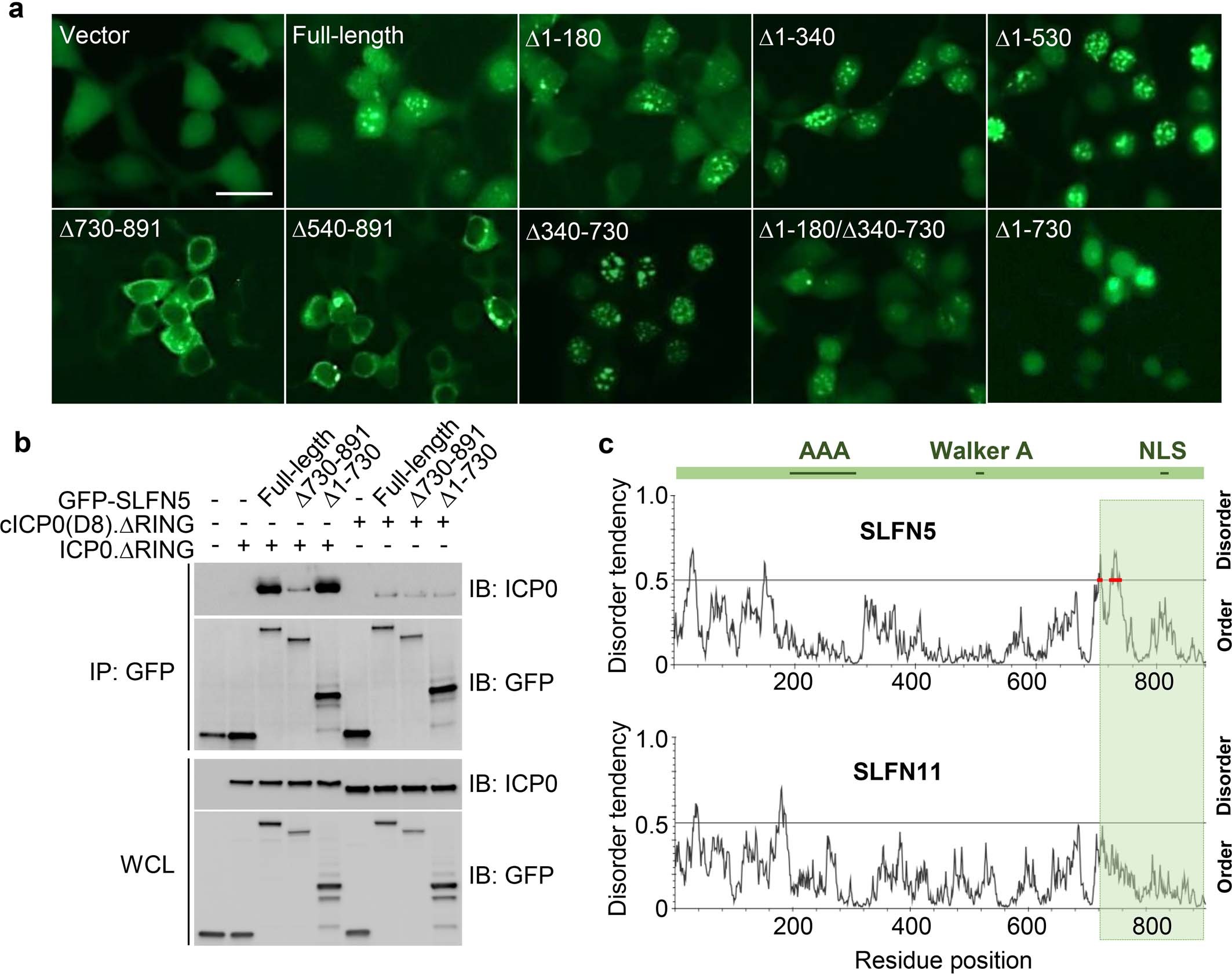 Extended Data Fig. 3: ICP0 interacts SLFN5 via the carboxy terminal region of SLFN5.