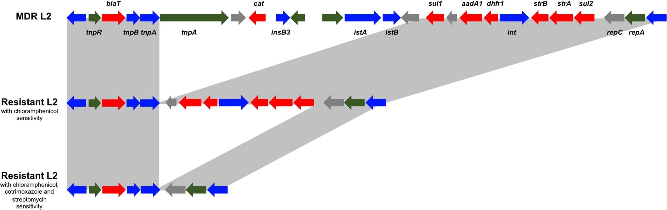 Extended Data Fig. 5: Examples of variation within the Tn21-like element.