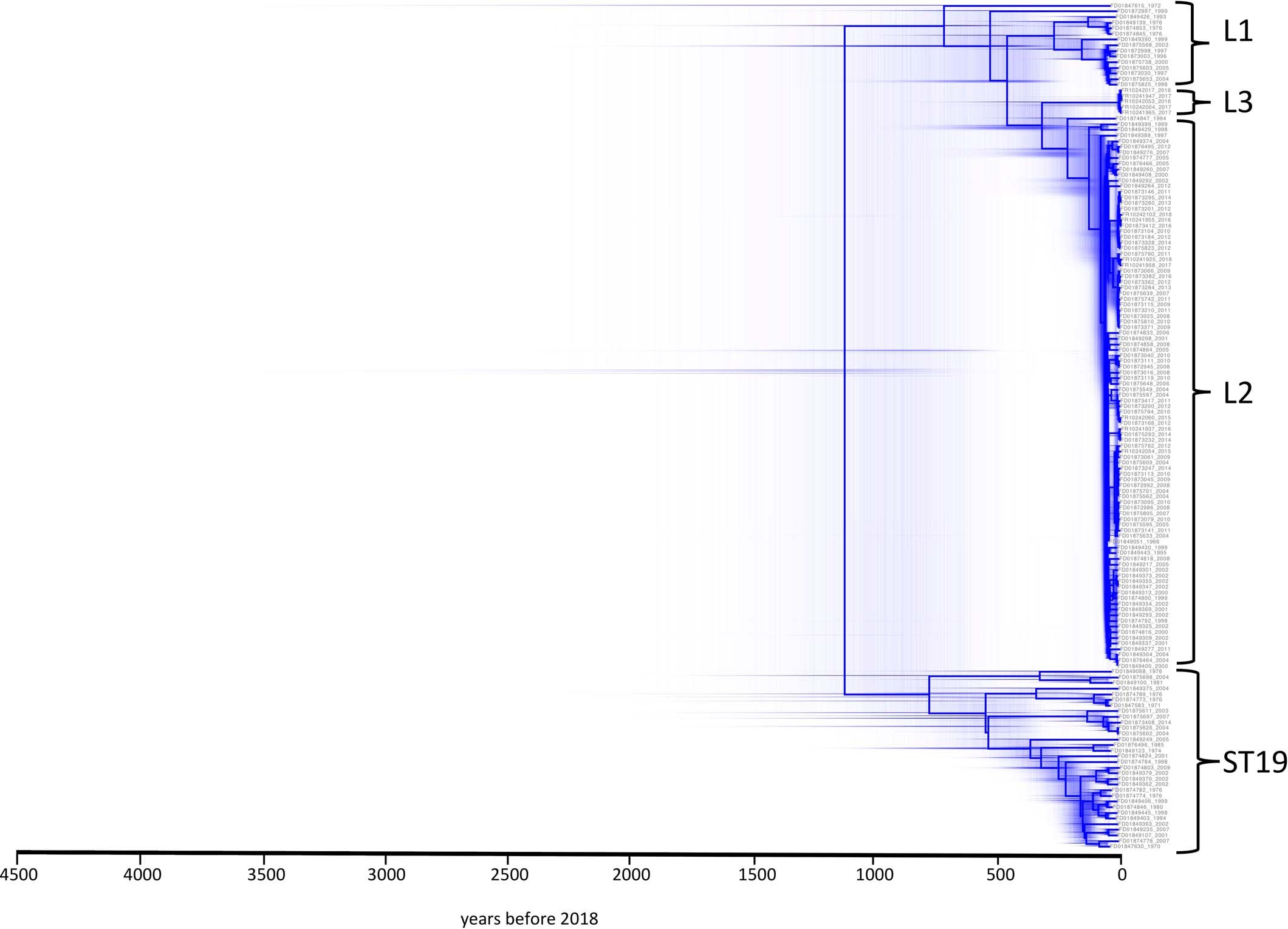 Extended Data Fig. 8: Distribution of possible hierarchies generated in BEAST analysis.