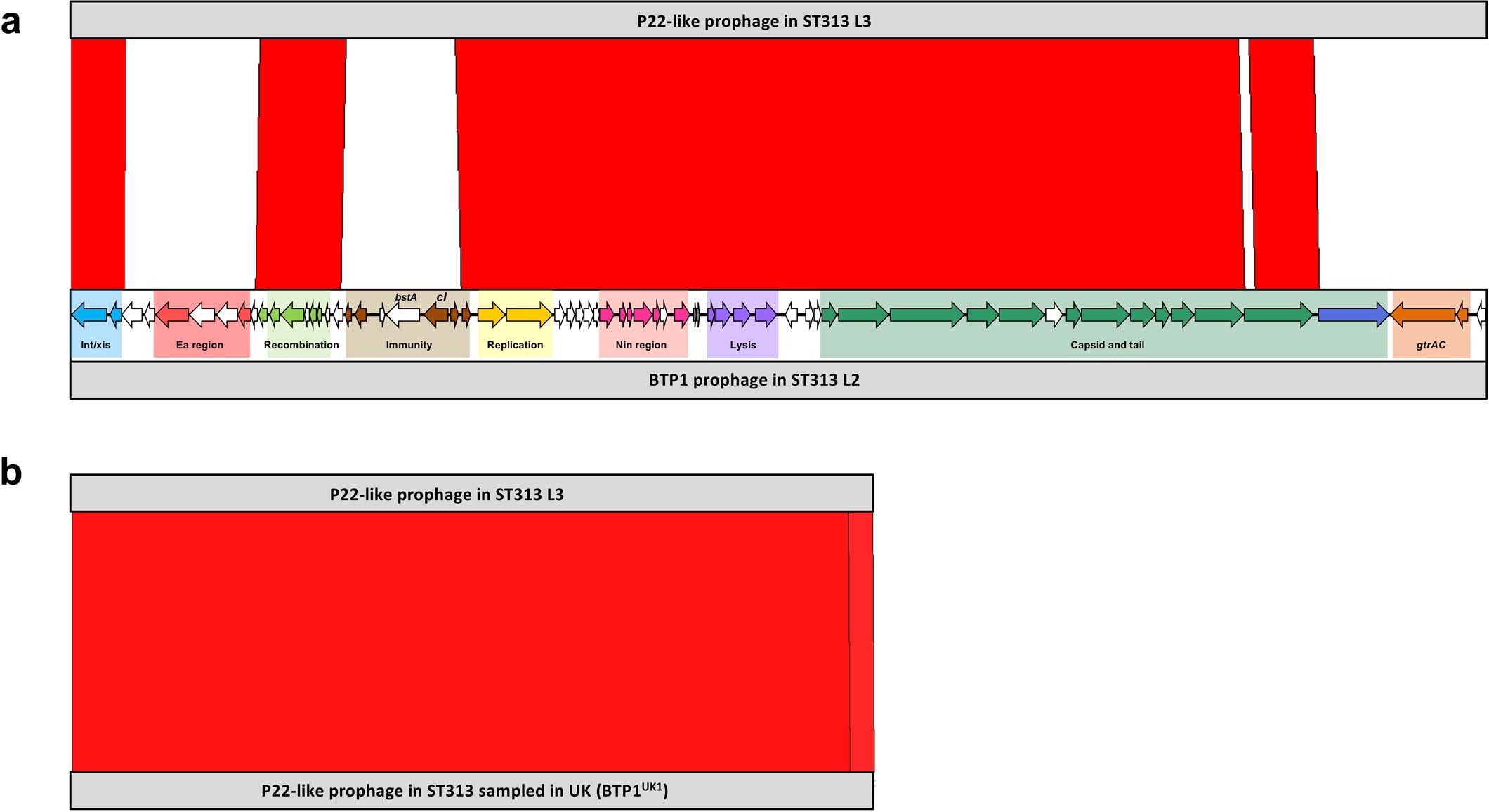 Extended Data Fig. 4: Prophage BTP1 comparisons.
