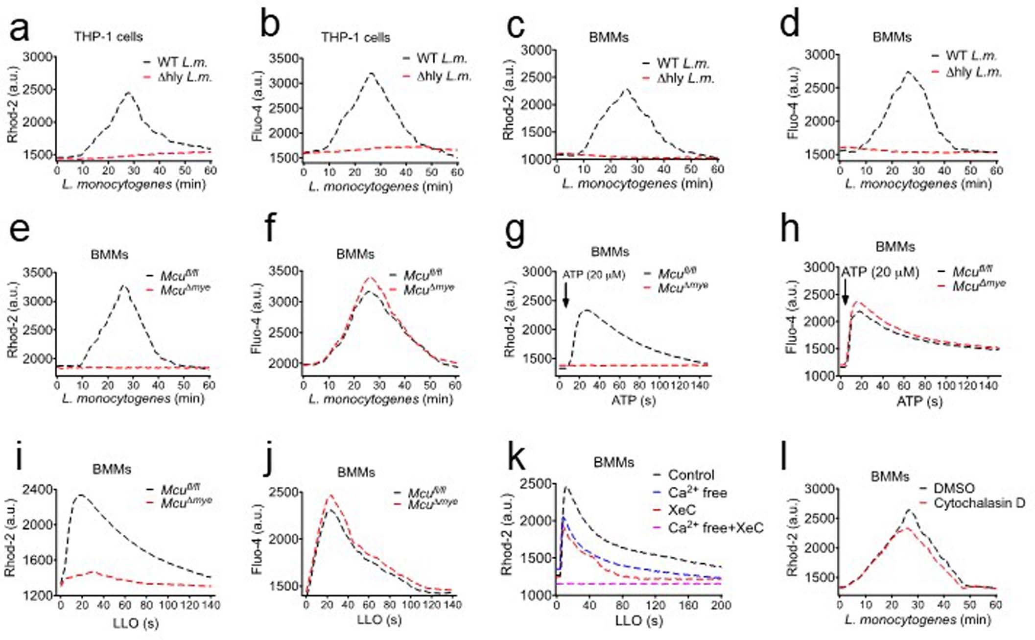 Extended Data Fig. 1: MCU Is required for L. monocytogenes-induced mitochondrial Ca2+ uptake in macrophages.