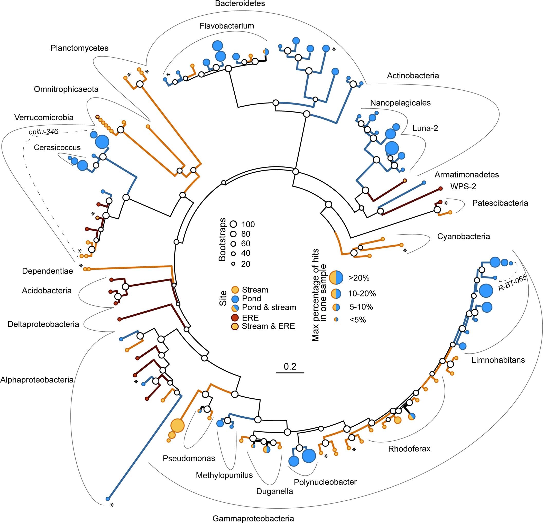 Extended Data Fig. 9: Bootstrapped maximum likelihood tree of 16S rRNA gene sequences of the closest relatives of the 50 most abundant ASVs detected in stream and pond samples and most abundant EREs genotypes.