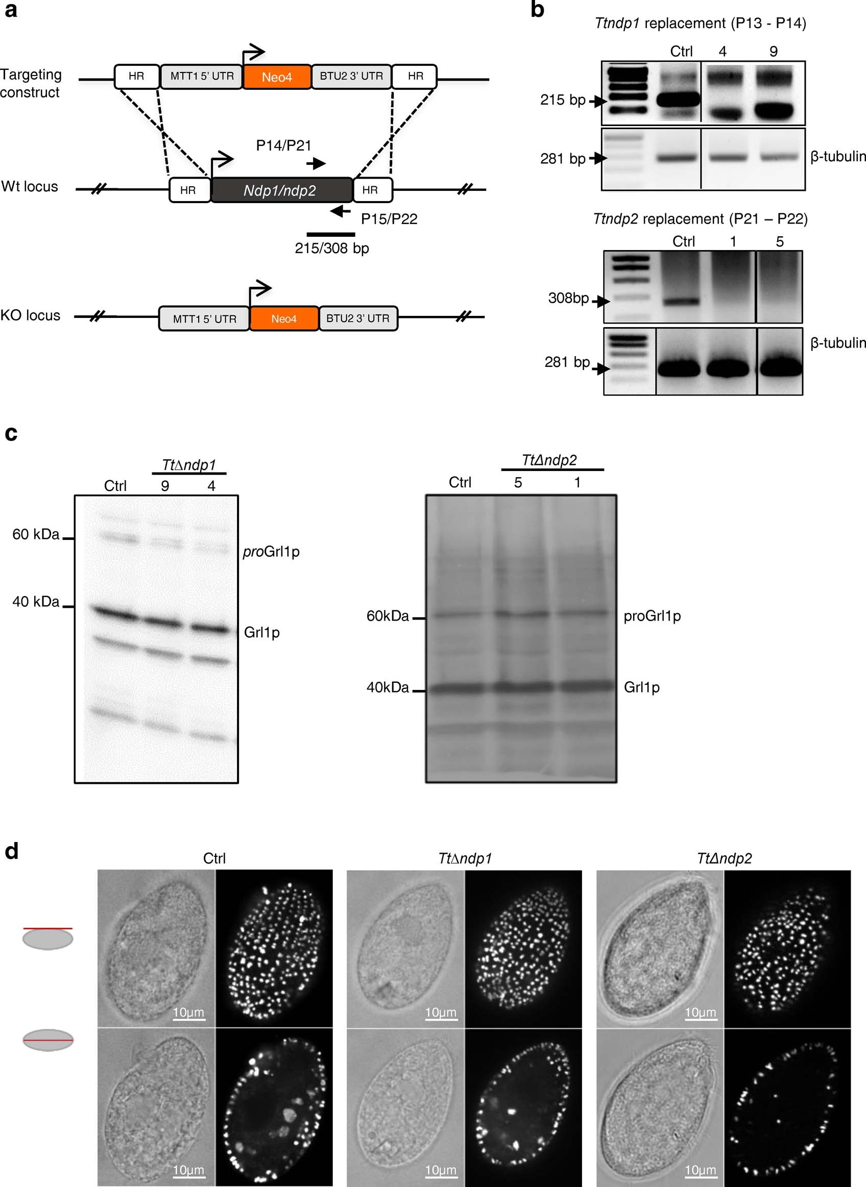 Extended Data Fig. 8