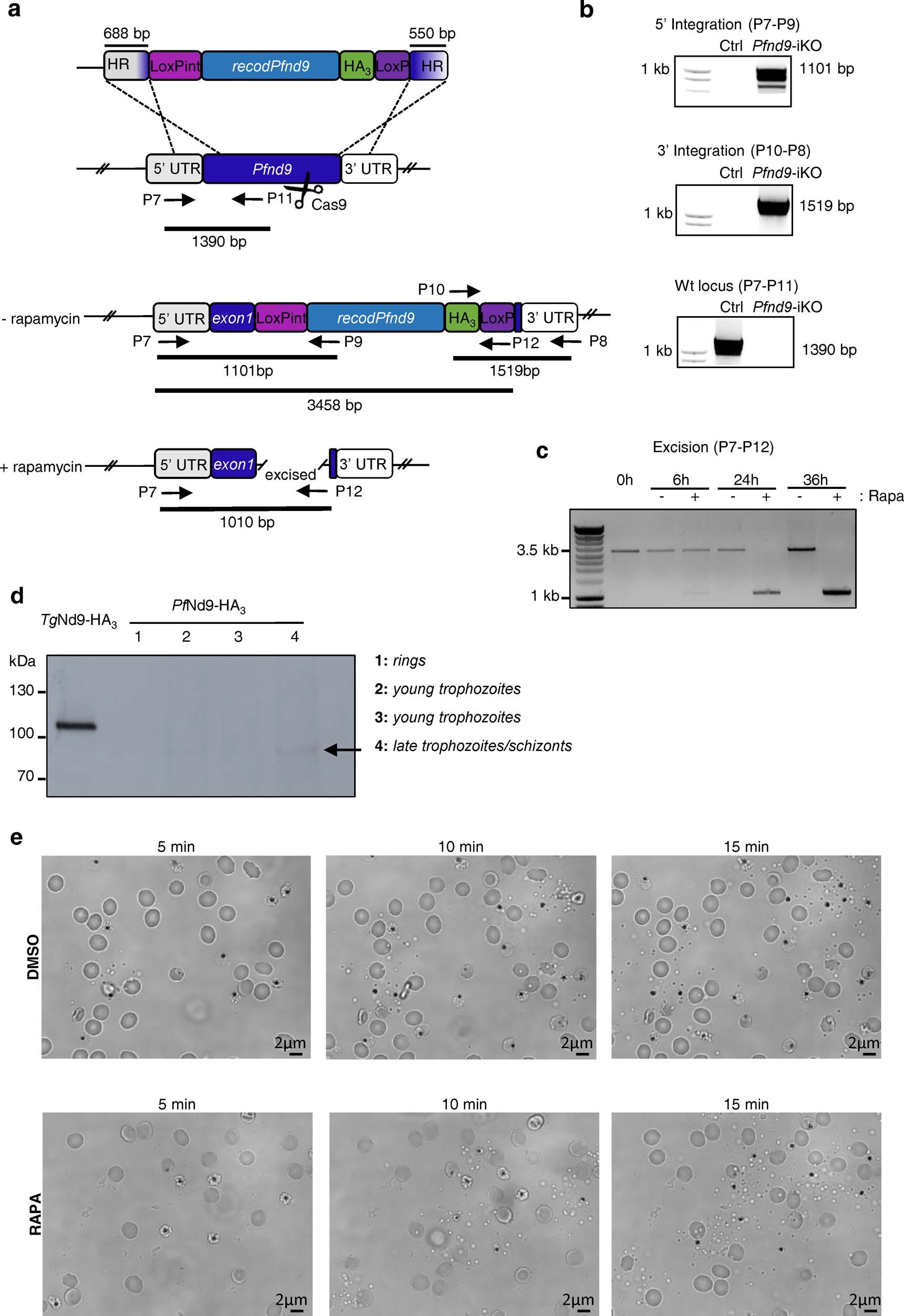 Extended Data Fig. 5