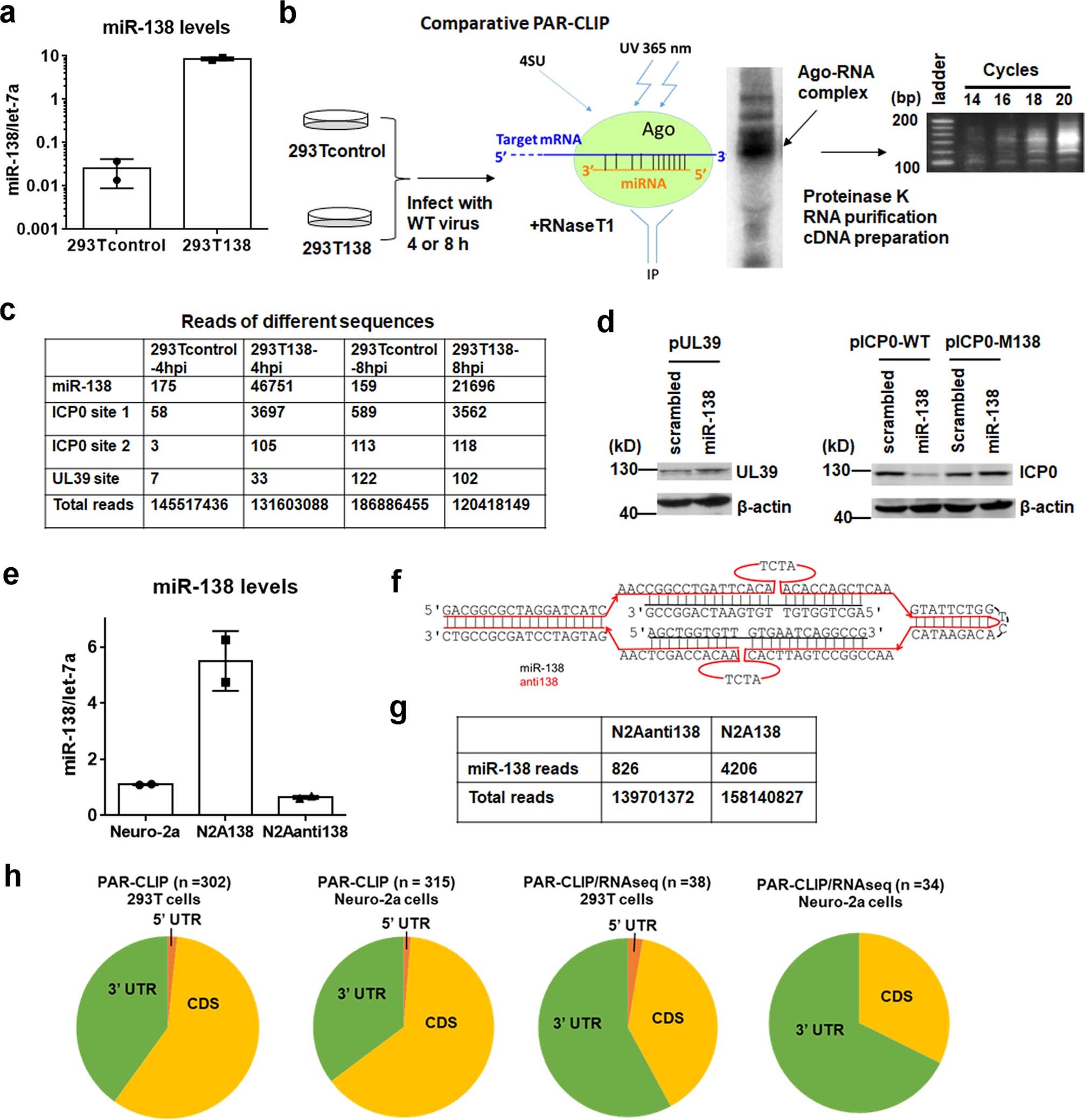 Extended Data Fig. 5: PAR-CLIP experiments identified viral and host targets of miR-138.