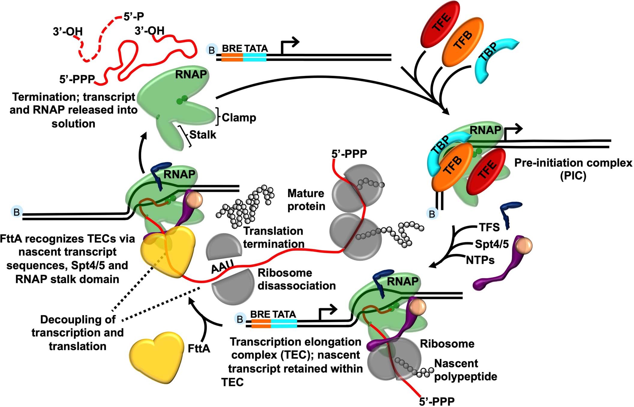 Extended Data Fig. 8