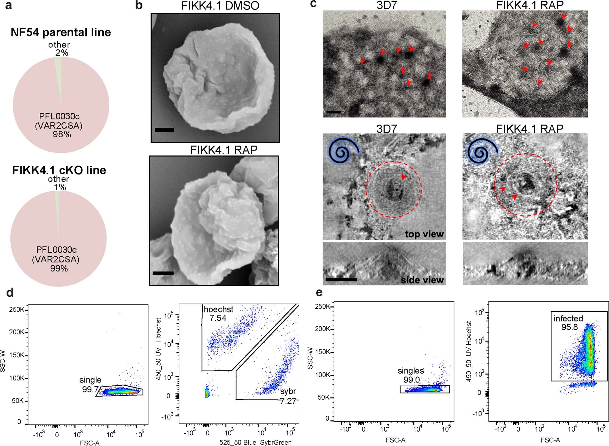 Extended Data Fig. 9: Cytoadhesion and Var2CSA surface translocation of FIKK4.1 knockout.