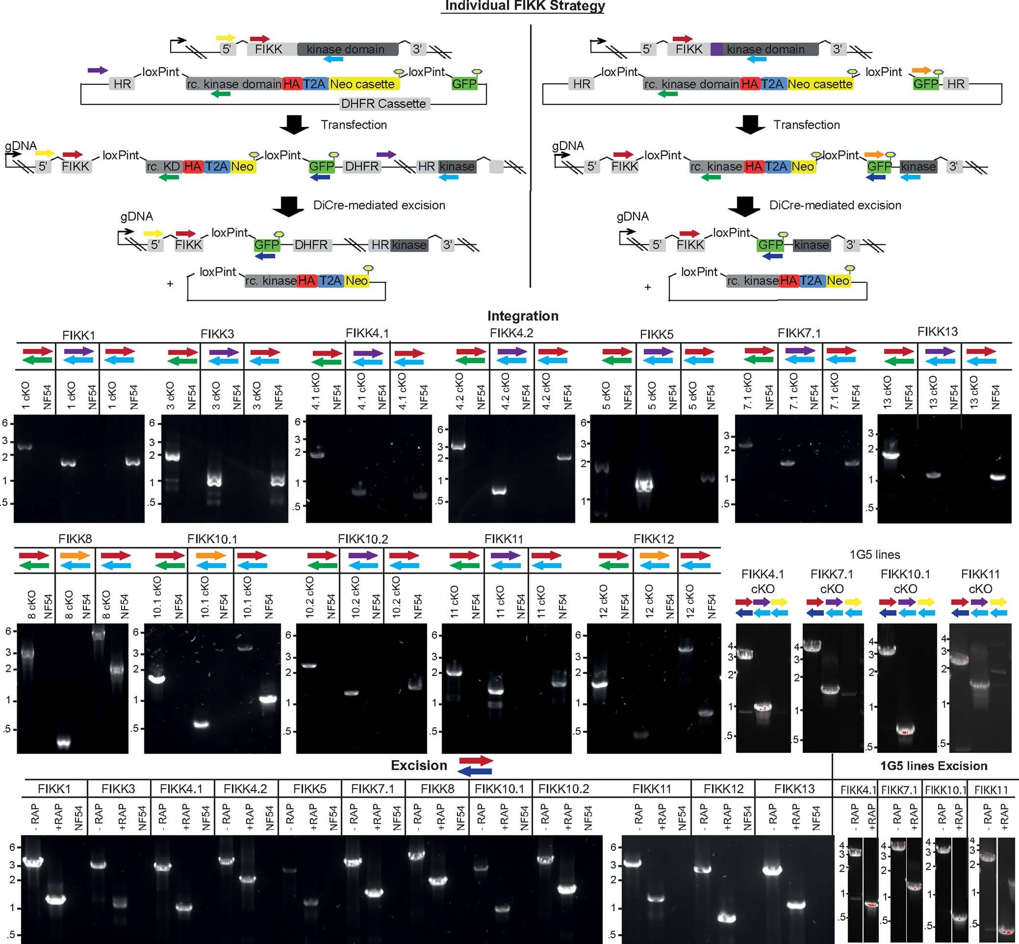 Extended Data Fig. 2: Correct integration of the different FIKK cKO plasmids into the respective endogenous loci and excision of their kinase domains upon RAP treatment.