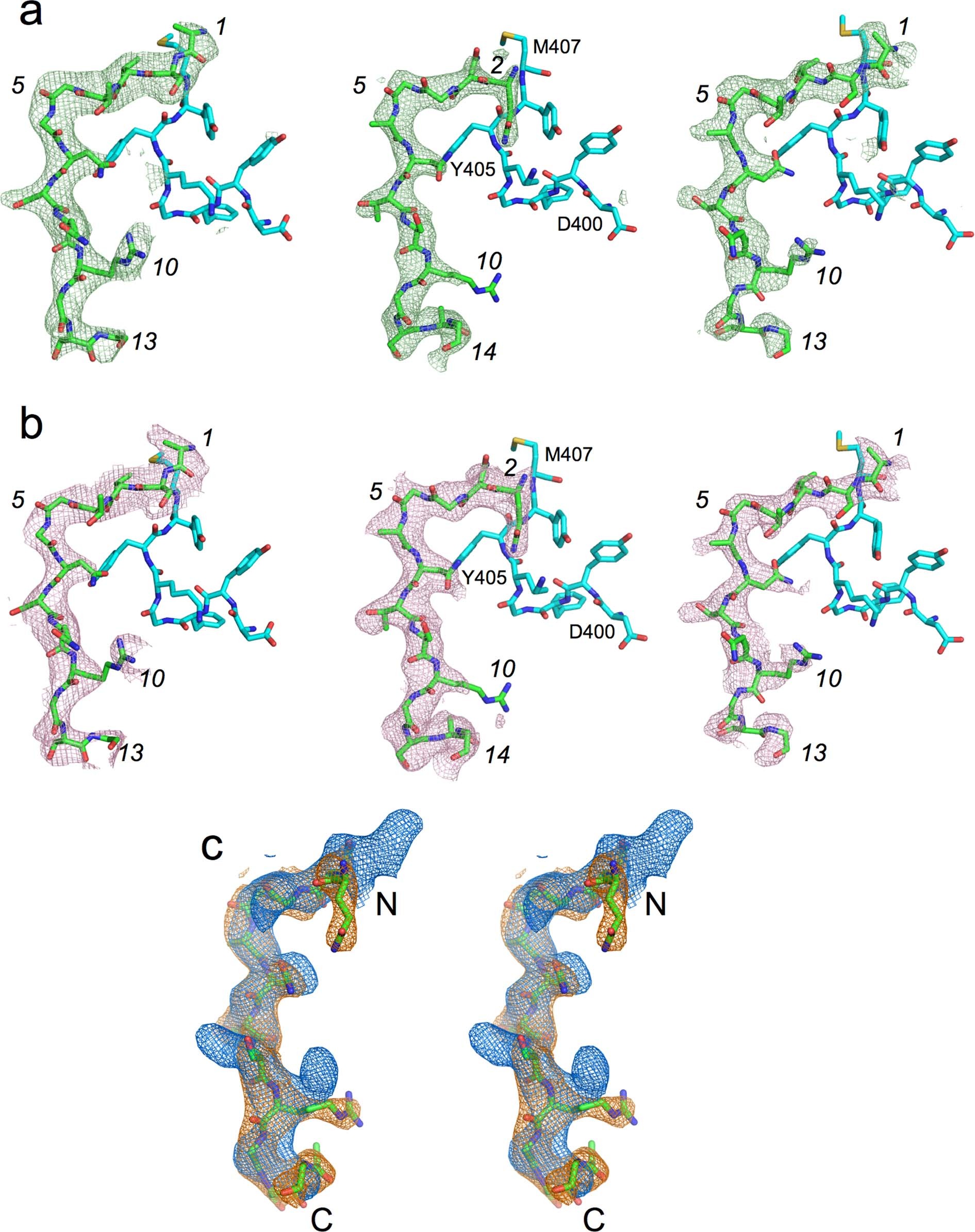 Extended Data Fig. 8: Electron density comparison for different peptide ensembles.