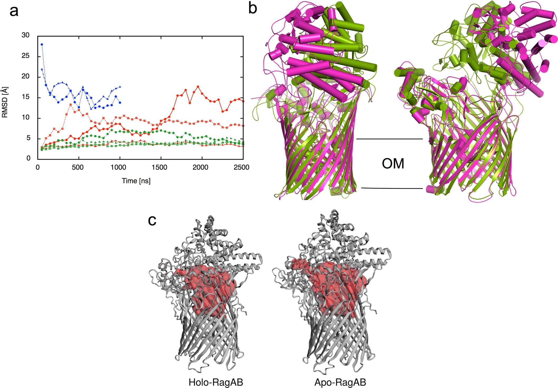 Extended Data Fig. 3: Molecular dynamics simulations of RagAB show lid opening.
