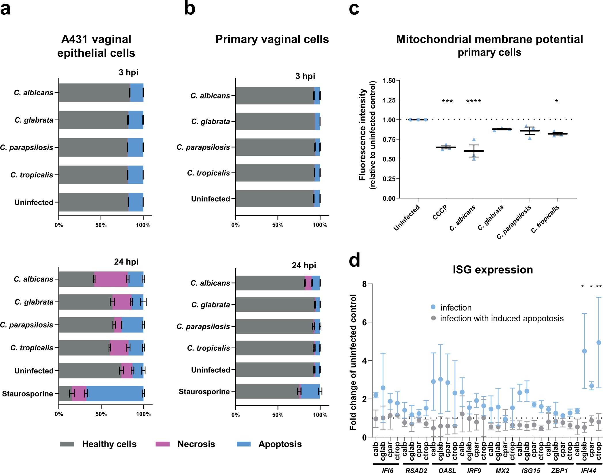 Extended Data Fig. 5: Candida species induce type I interferon signalling independently of apoptosis.