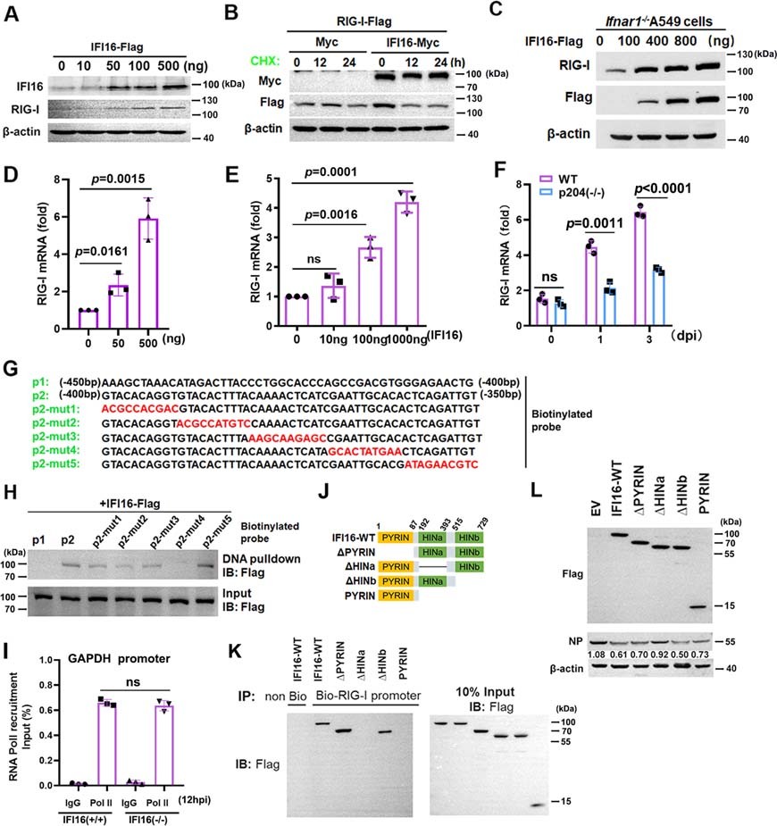 Extended Data Fig. 4: IFI16 binds RIG-I promoter and enhances RIG-I transcription.