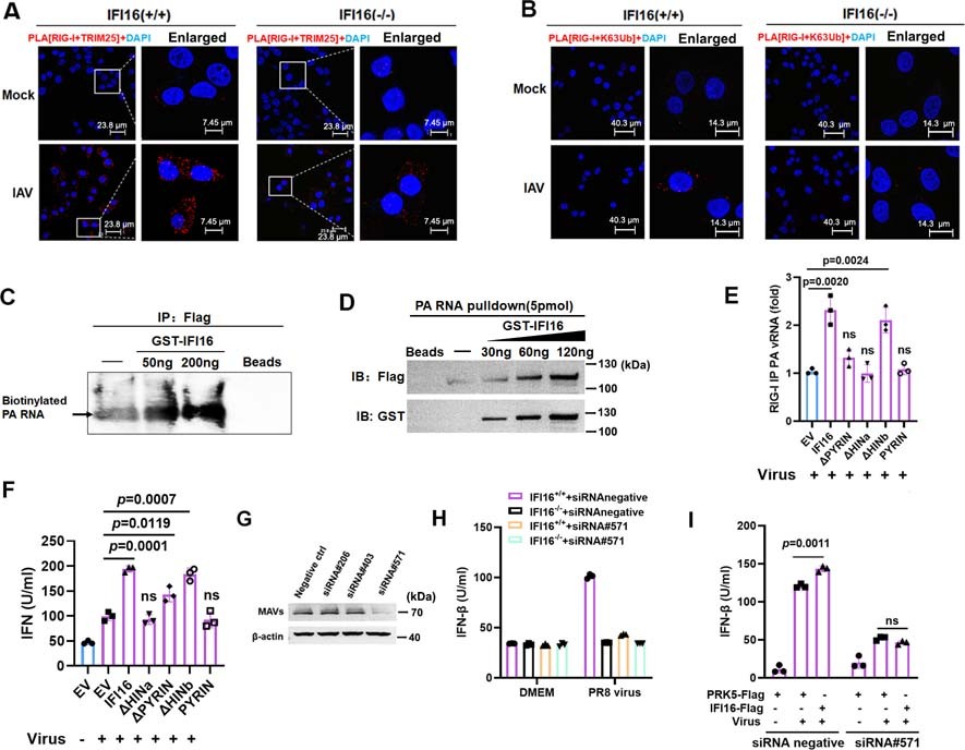 Extended Data Fig. 6: RIG-I is involved in IFI16-mediated antiviral response in IAV infection.
