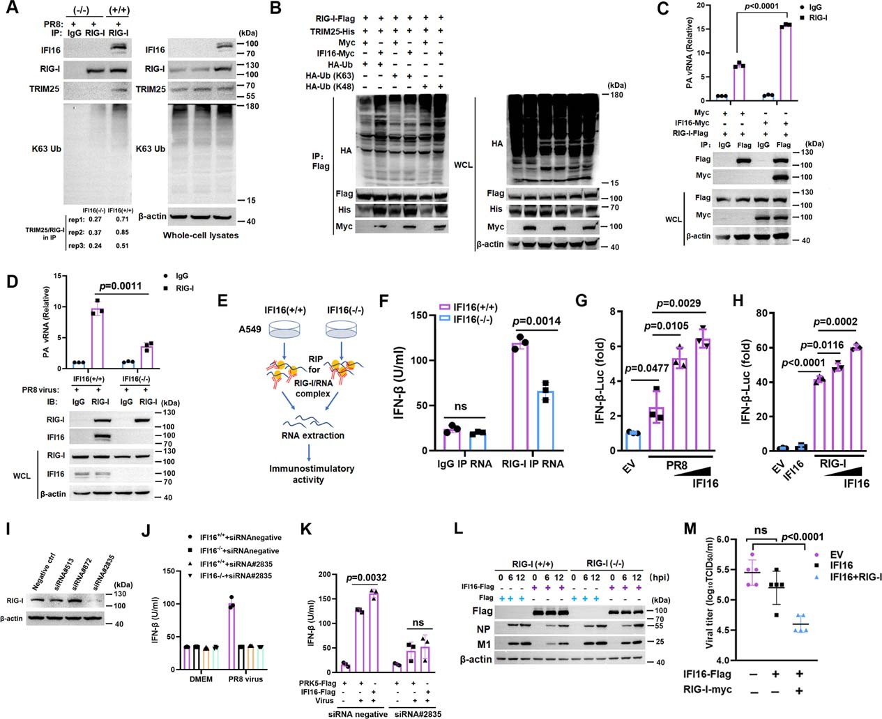 Extended Data Fig. 7: IFI16 promotes RIG-I signaling.