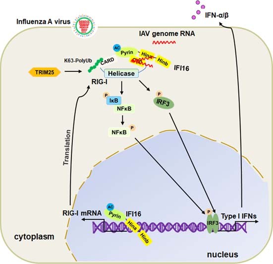Extended Data Fig. 8: Schematic model to show IFI16 enhances RIG-I signaling in influenza virus infection.