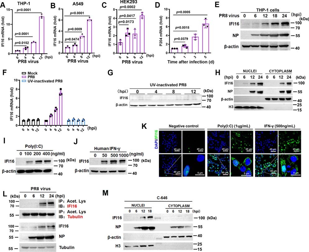 Extended Data Fig. 1: IFI16 induction by IAV is dependent on viral replication.