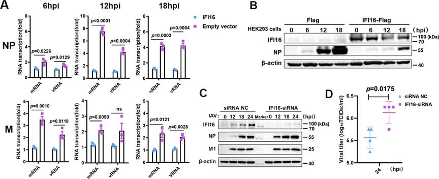 Extended Data Fig. 2: IFI16 inhibits IAV viral replication.