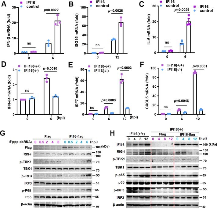 Extended Data Fig. 3: IFI16 enhances the activation of IFN-I pathway during IAV infection.