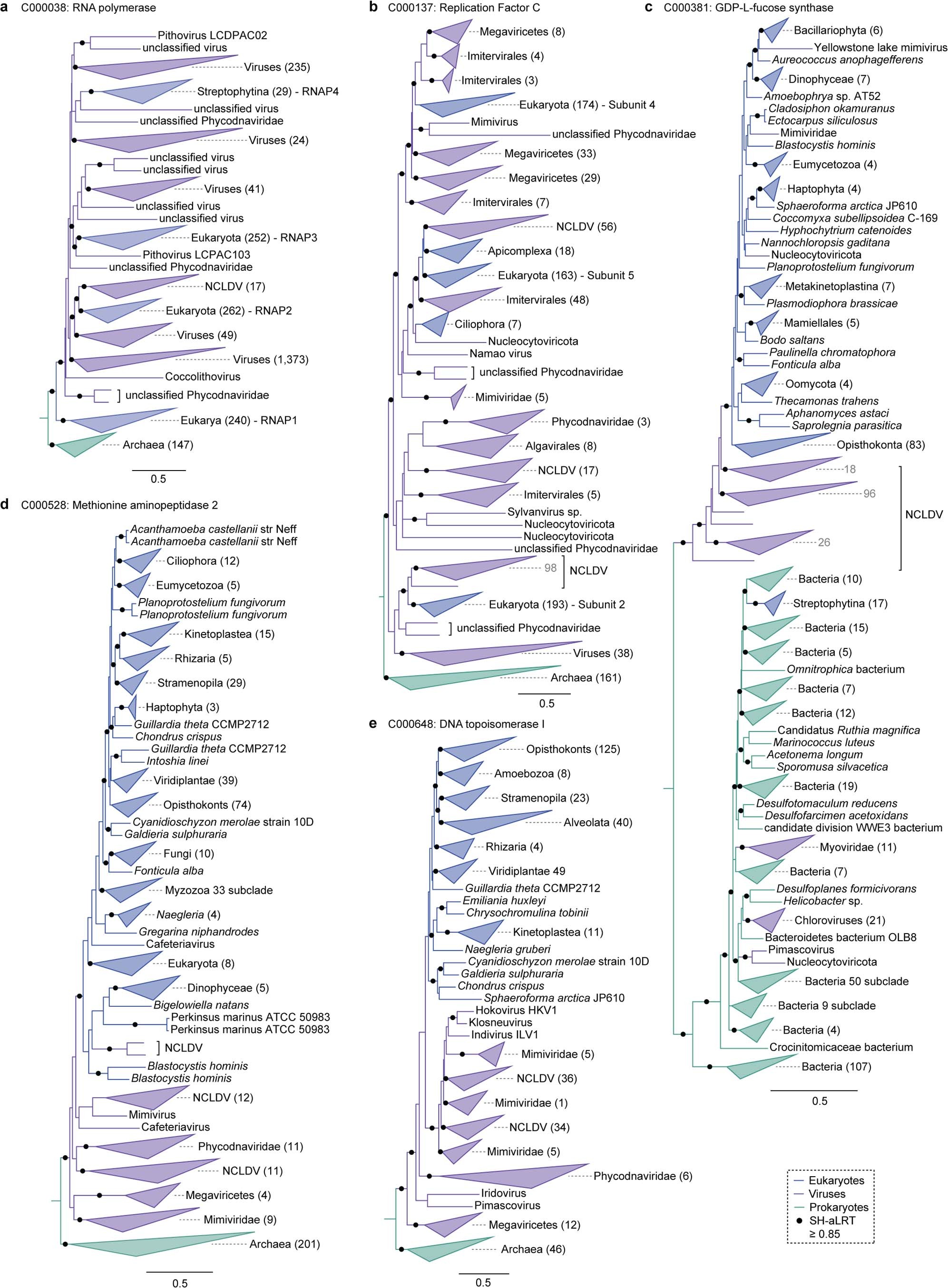 Extended Data Fig. 5: Examples of ancient viral-eukaryotic gene transfers occurring prior to the last eukaryotic common ancestor.