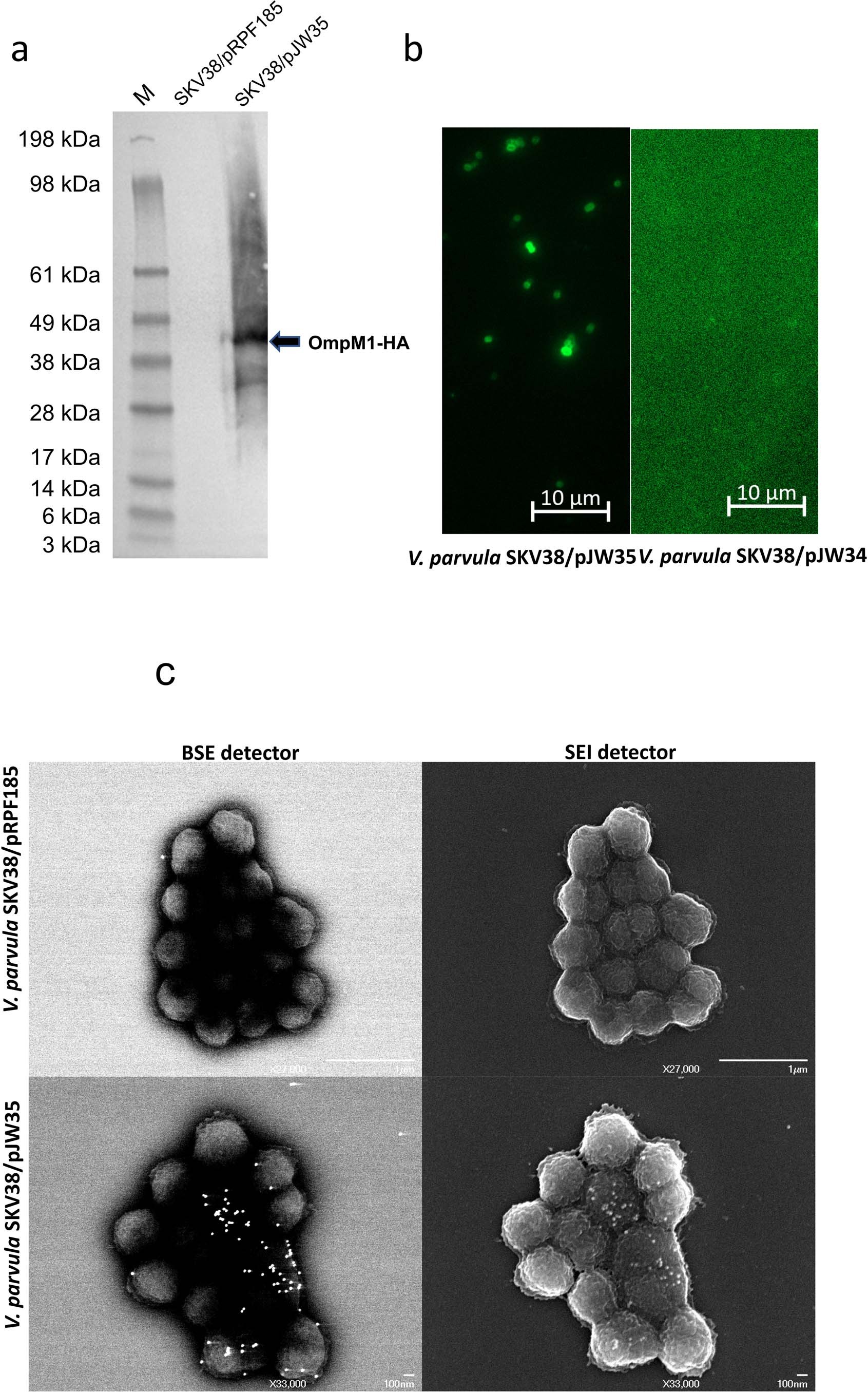 Extended Data Fig. 5