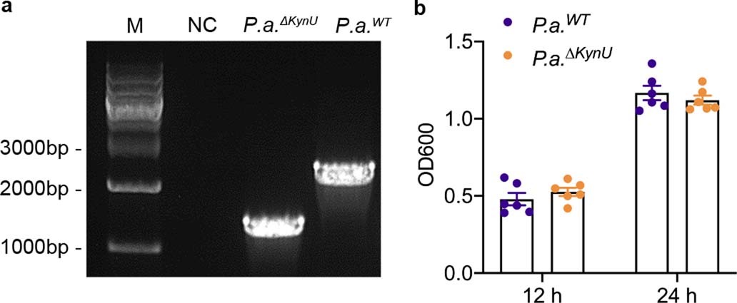 Extended Data Fig. 10.: Mutation of KynU in P. alcaligenes.