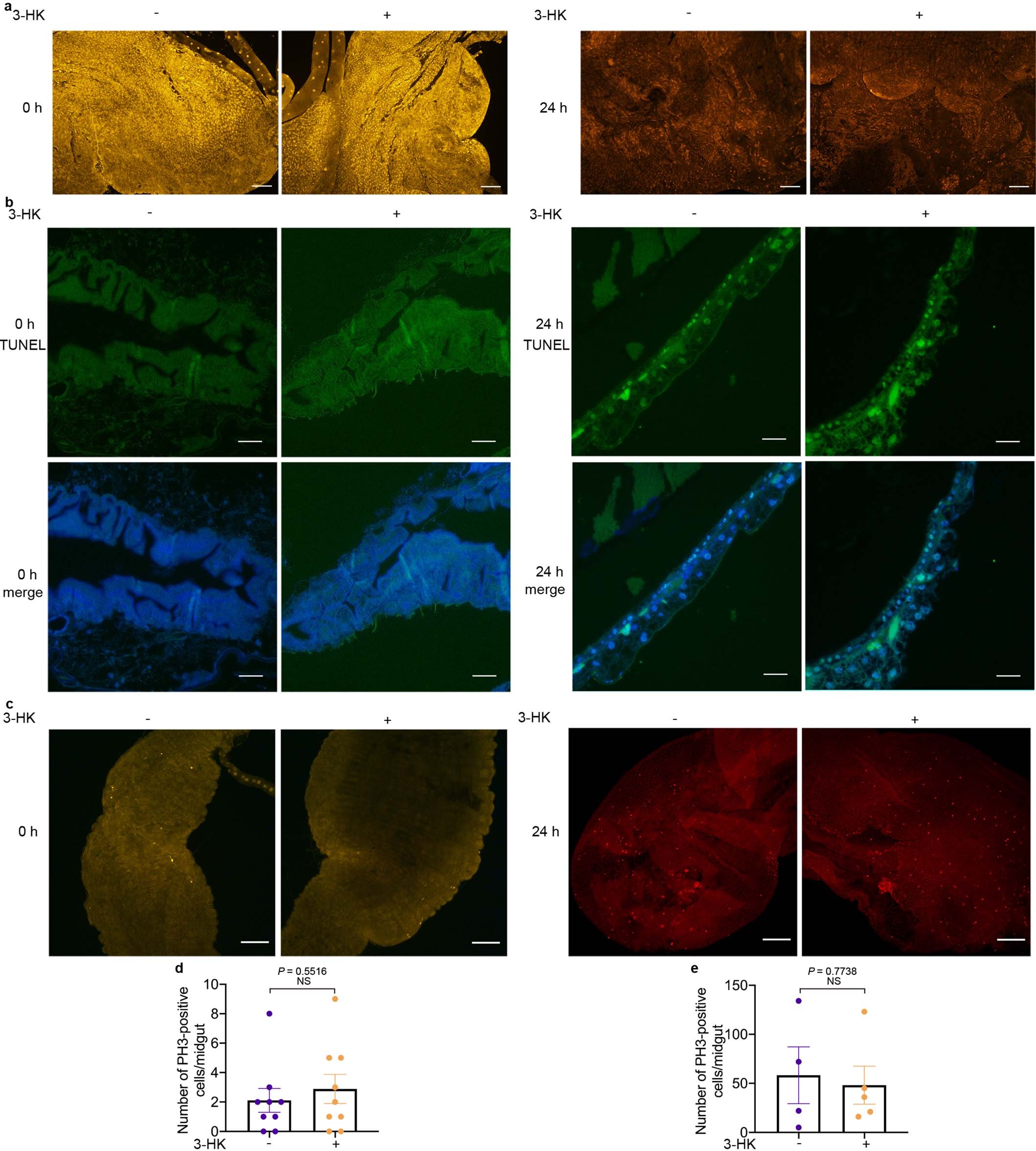 Extended Data Fig. 5.: Influence of 3-HK administration on midgut barrier function.