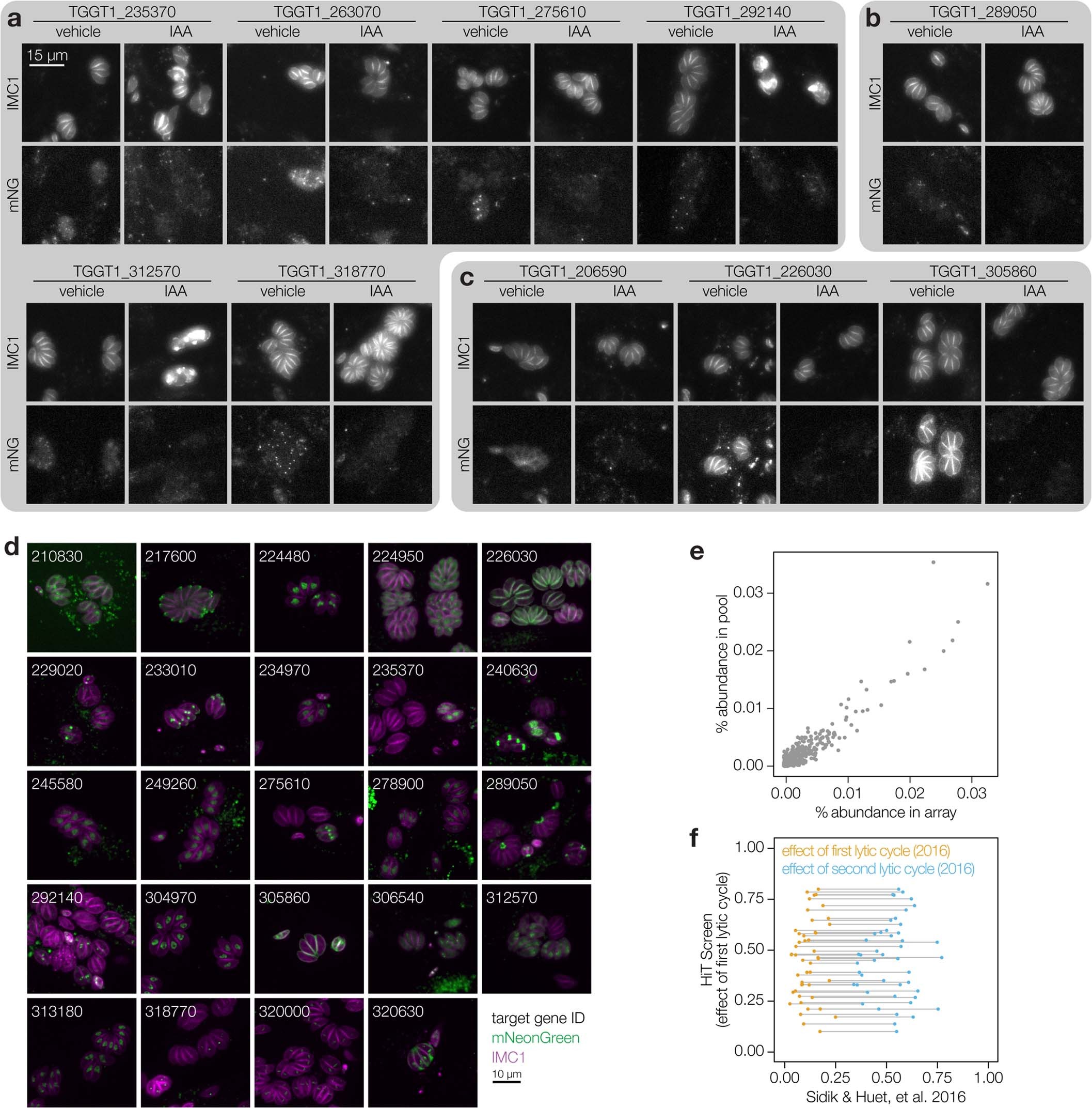 Extended Data Fig. 4: Additional representative images from the arrayed screen and comparisons to the pooled results.