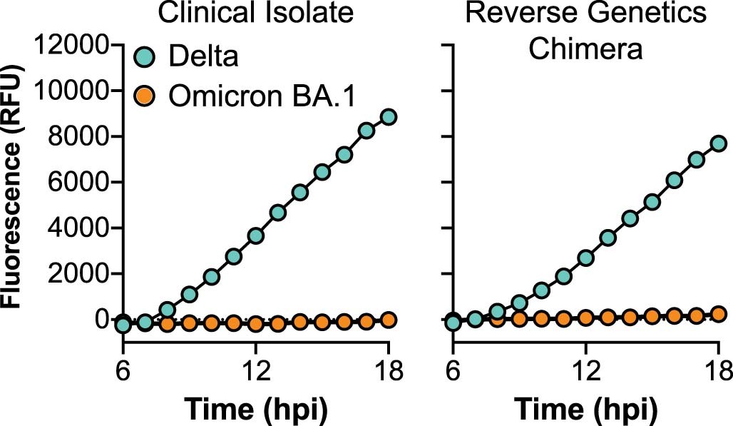 Extended Data Fig. 7: Comparison of syncytia formation by clinical isolates and reverse-genetics live virus.