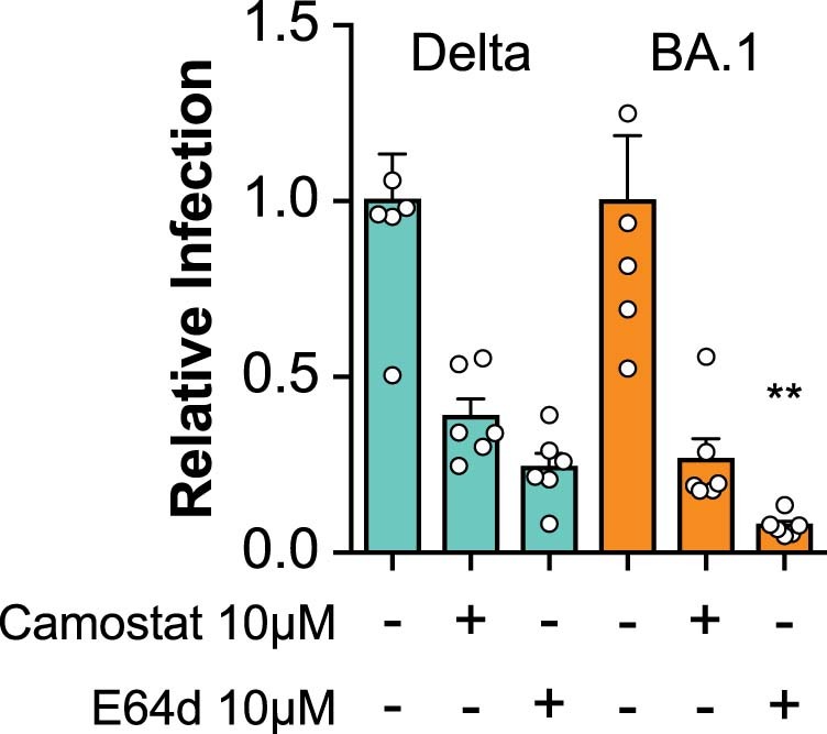 Extended Data Fig. 8: Sensitivity of live SARS-CoV-2 to protease inhibitors.