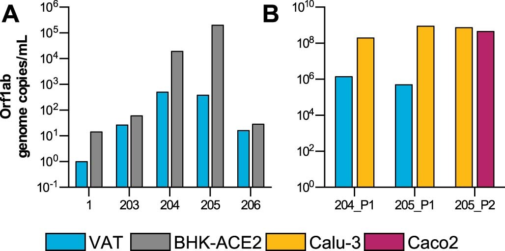 Extended Data Fig. 10: Isolation of Omicron in cell culture.