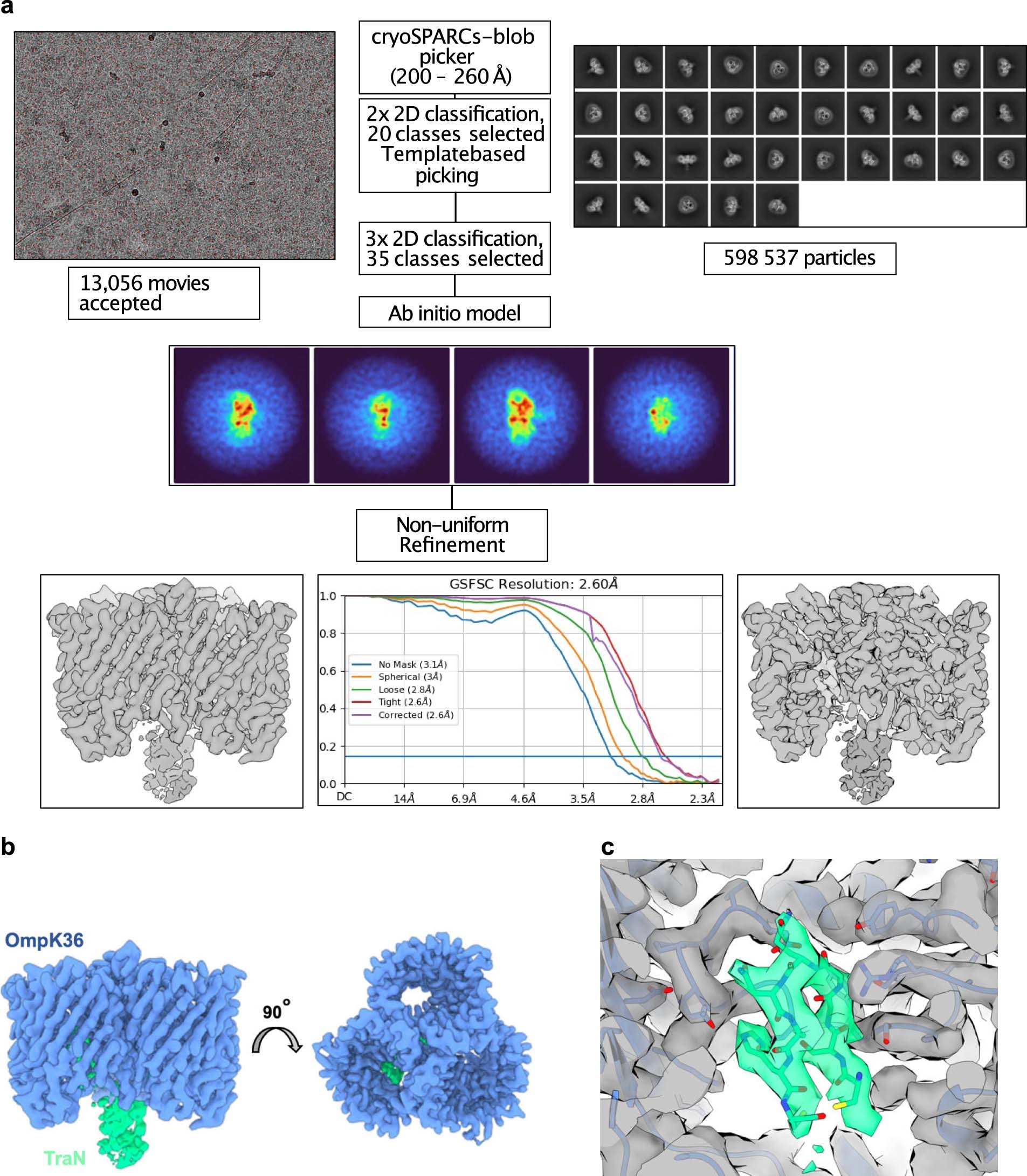 Extended Data Fig. 7: Cryo-EM and single-particle analysis of OmpK36-TraN.