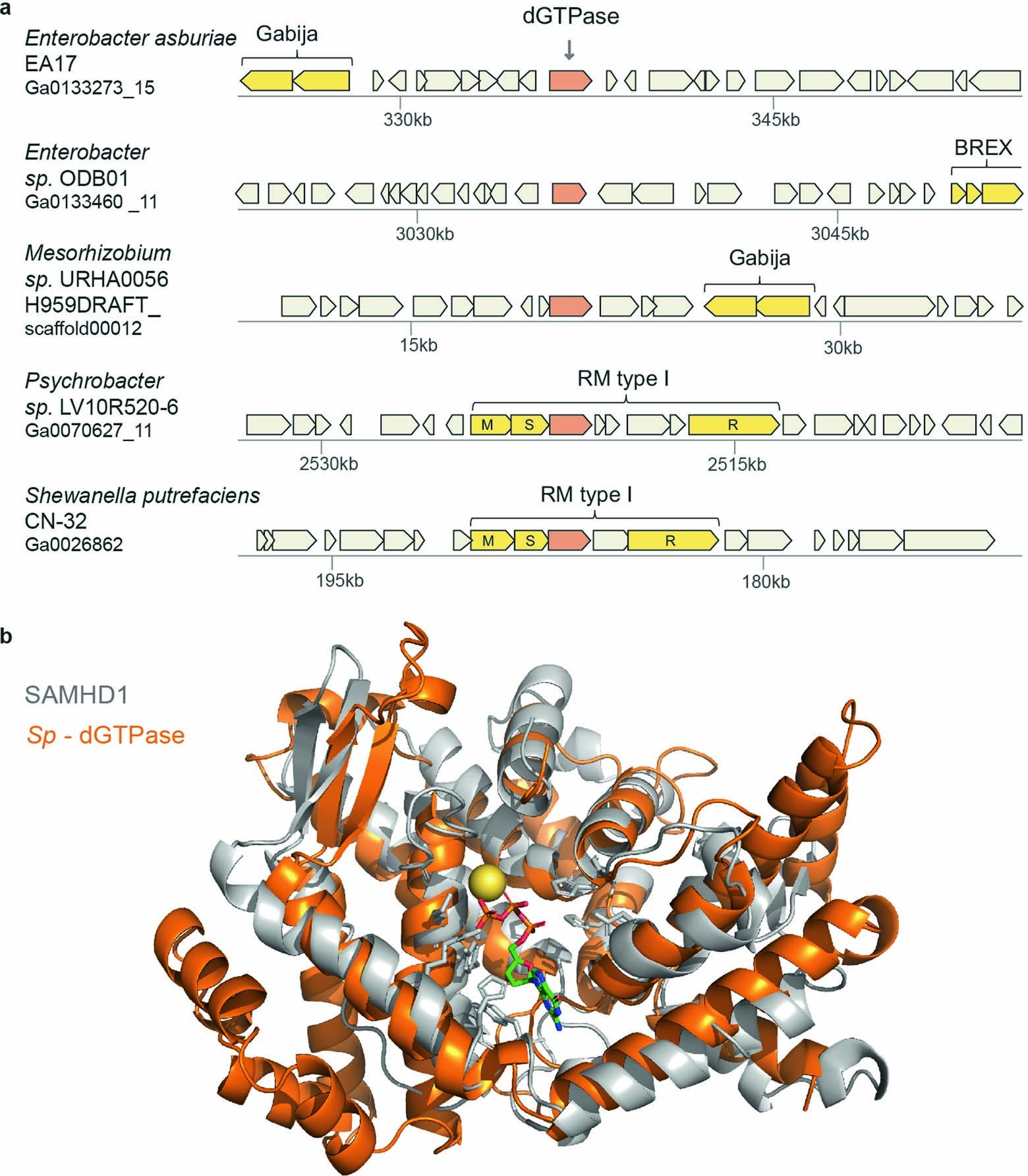 Extended Data Fig. 5: A family of dGTPases in defense islands.