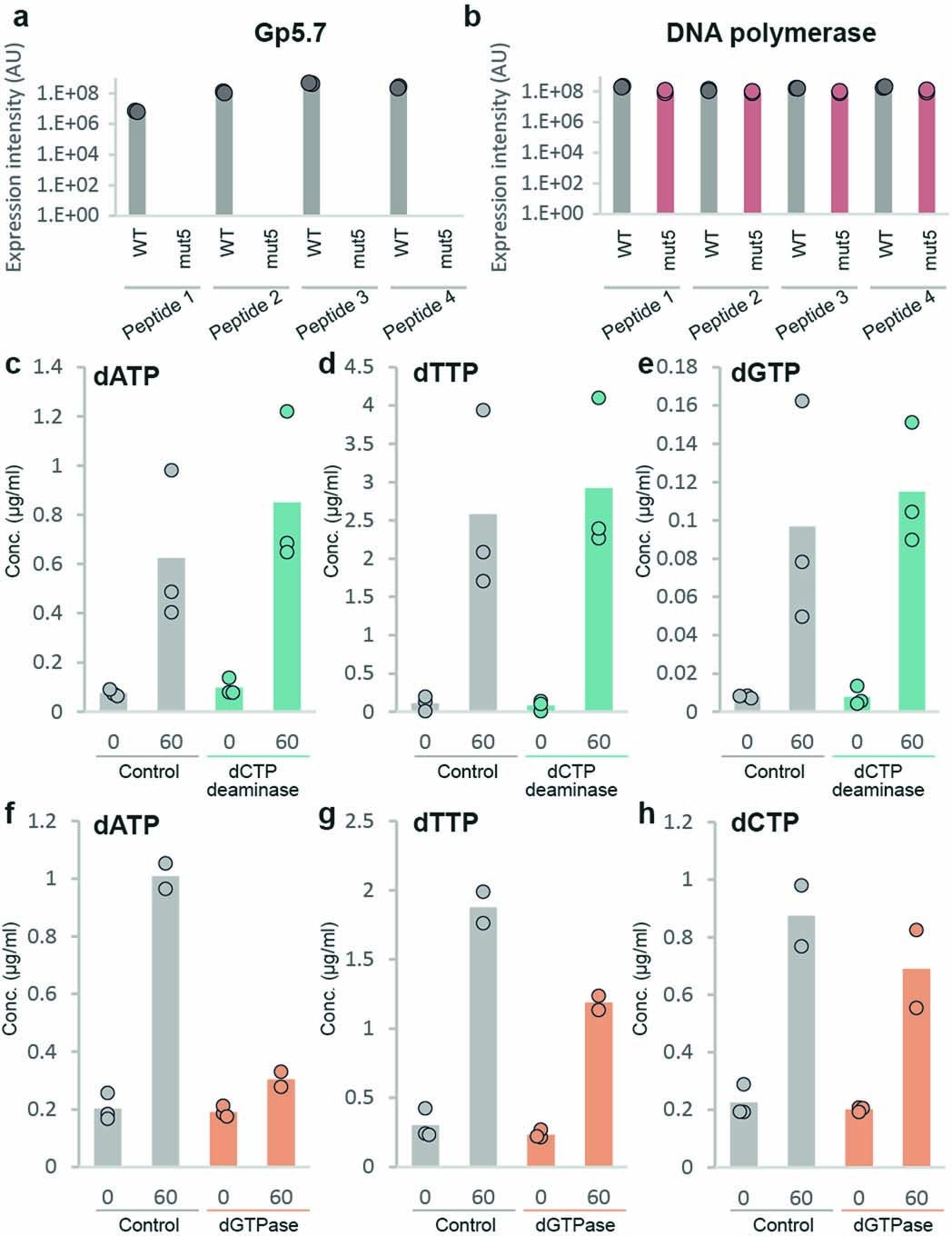 Extended Data Fig. 9: Mutation verification of Gp5.7 and rifampicin treatment.