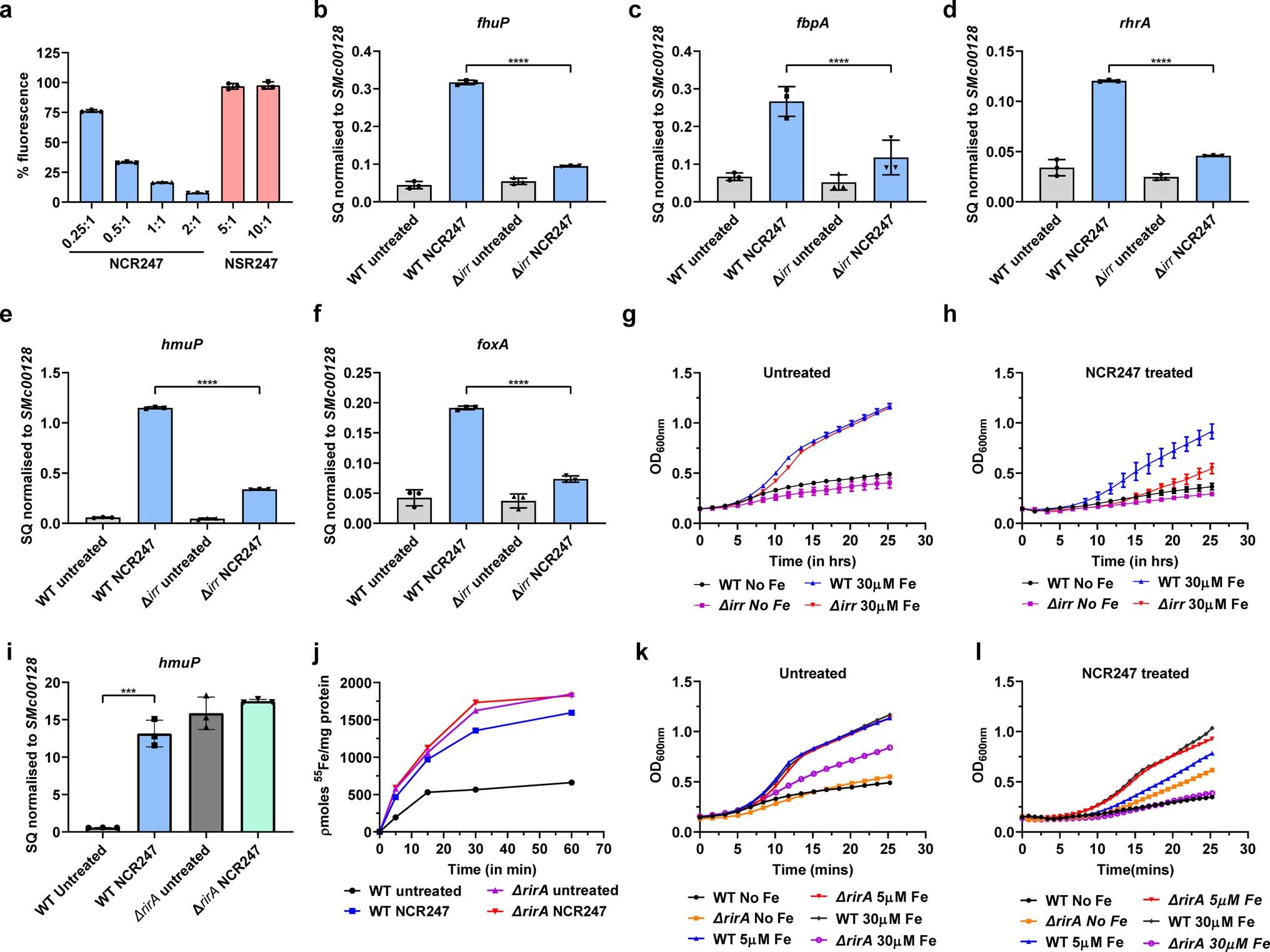 Extended Data Fig. 4: NCR247 drives iron uptake by controlling Irr mediated iron regulation.